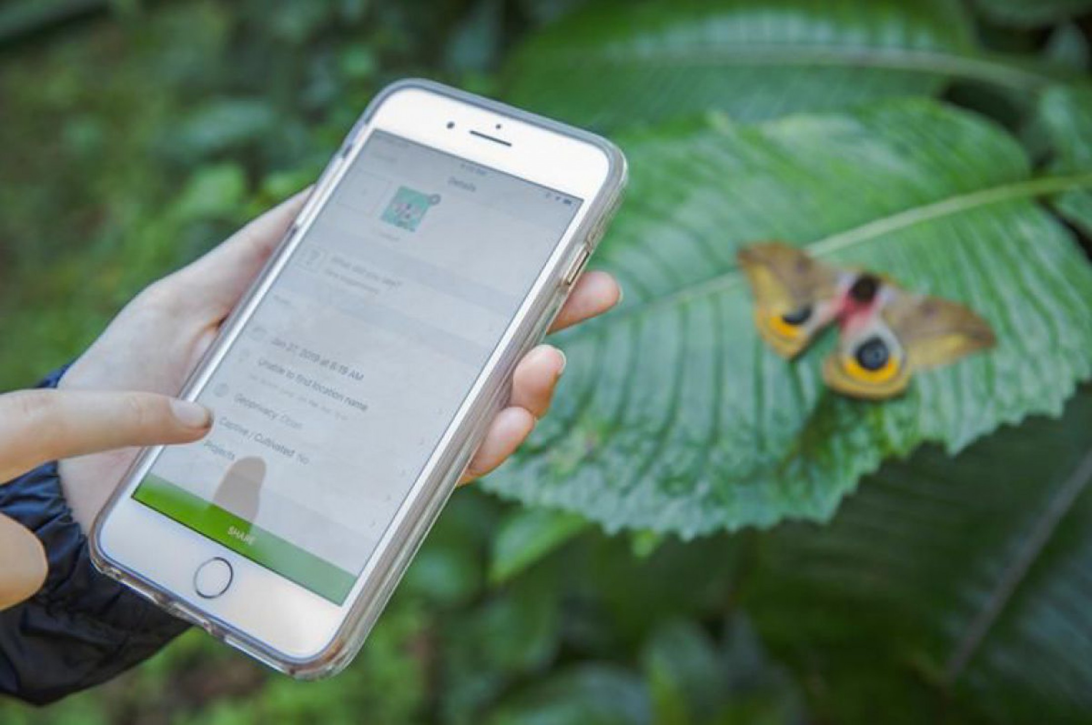 Hand h&auml;lt ein Smartphone, im Hintergund ist ein gro&szlig;es Blatt mit einem Schmetterling zu sehen.