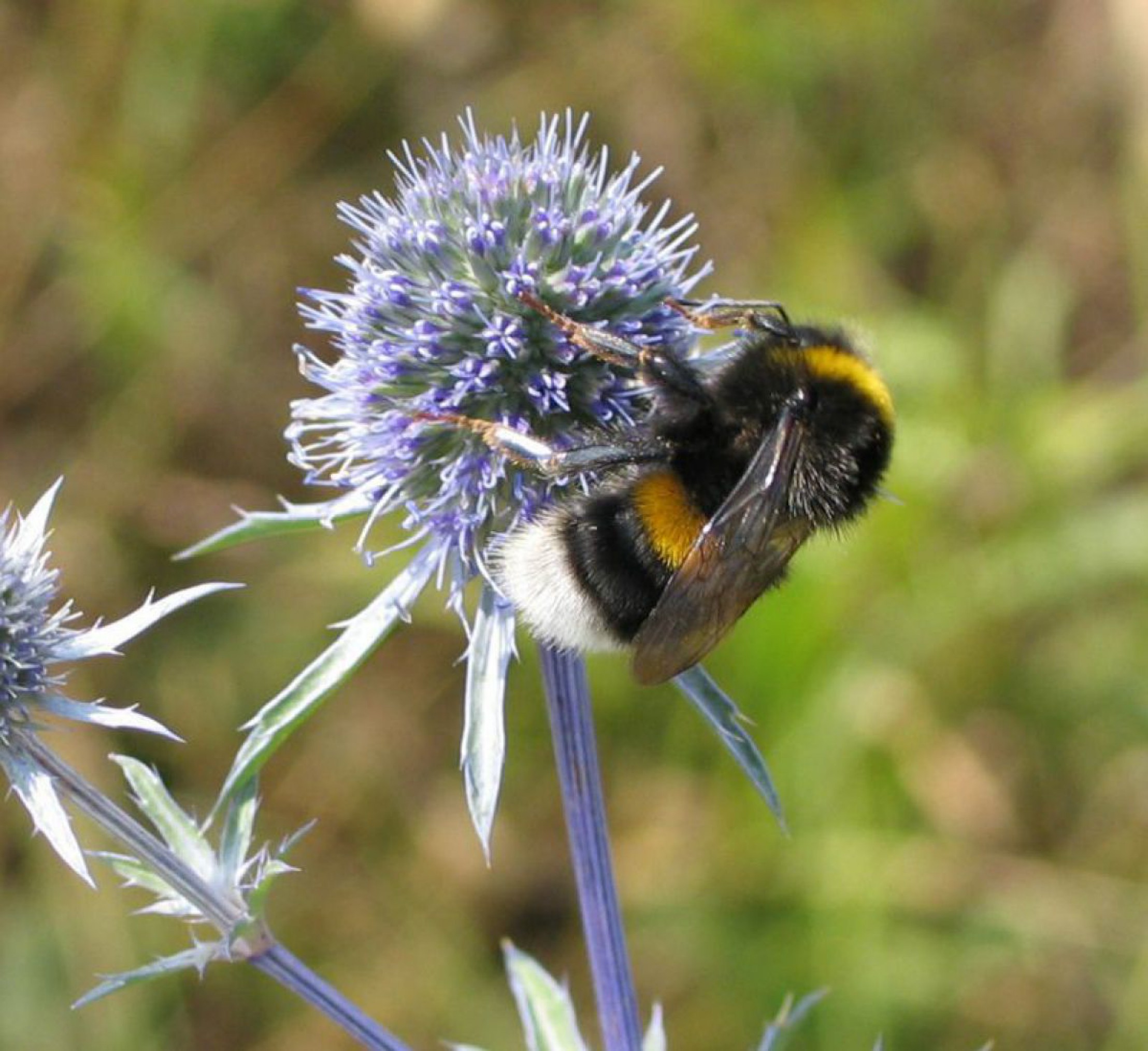 Hummel sitzt auf einer runden, blauen Bl&uuml;te