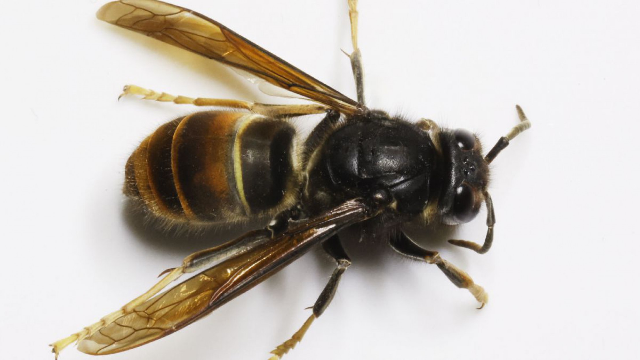 Asiatische Hornisse in einer Nahaufnahme