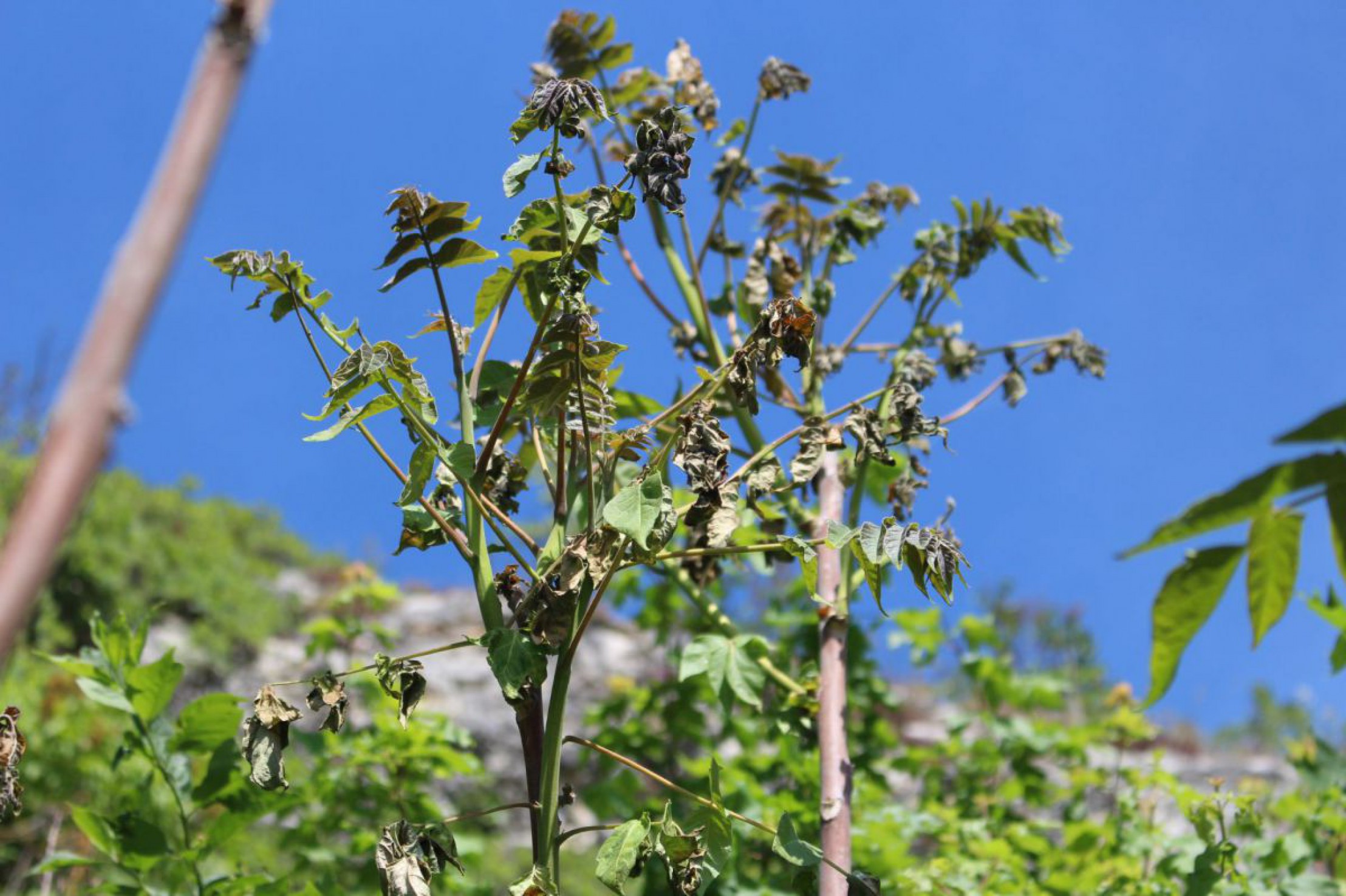 G&ouml;tterbaum mit verwelkten Bl&auml;ttern gegen blauen Himmel