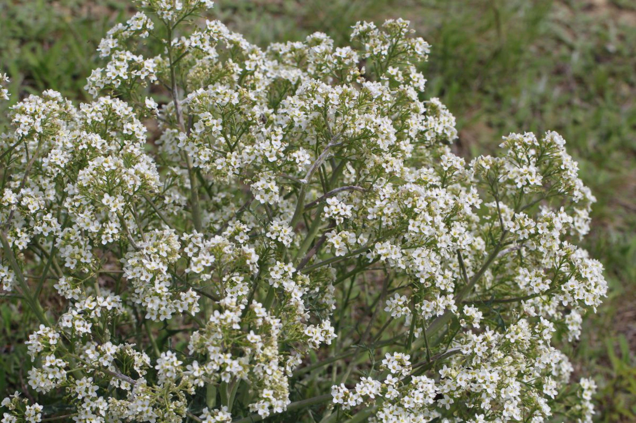 Meerkohl mit wei&szlig;en Bl&uuml;ten.
