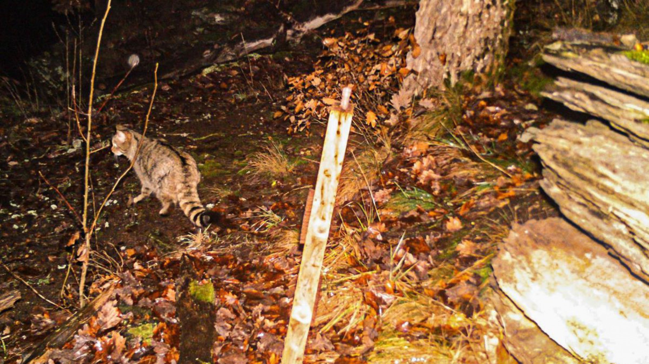 Nachtaufnahme einer Wildkatze im Nationalpark Thayatal
