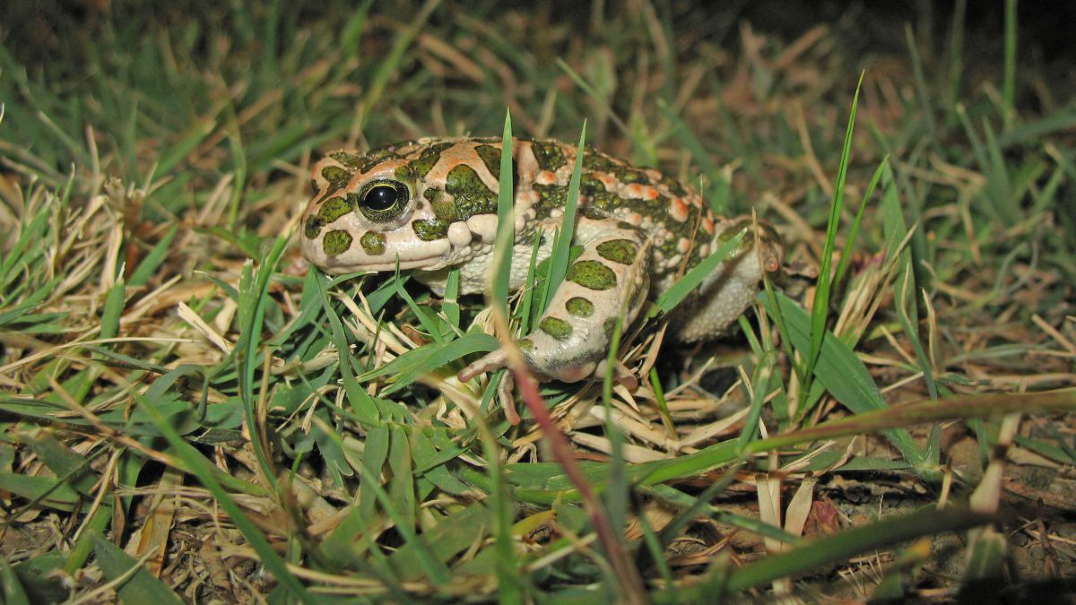 Wechselkr&ouml;te mit gr&uuml;nen Punkten auf hellgrauem Untergrund sitzt in einer Wiese.