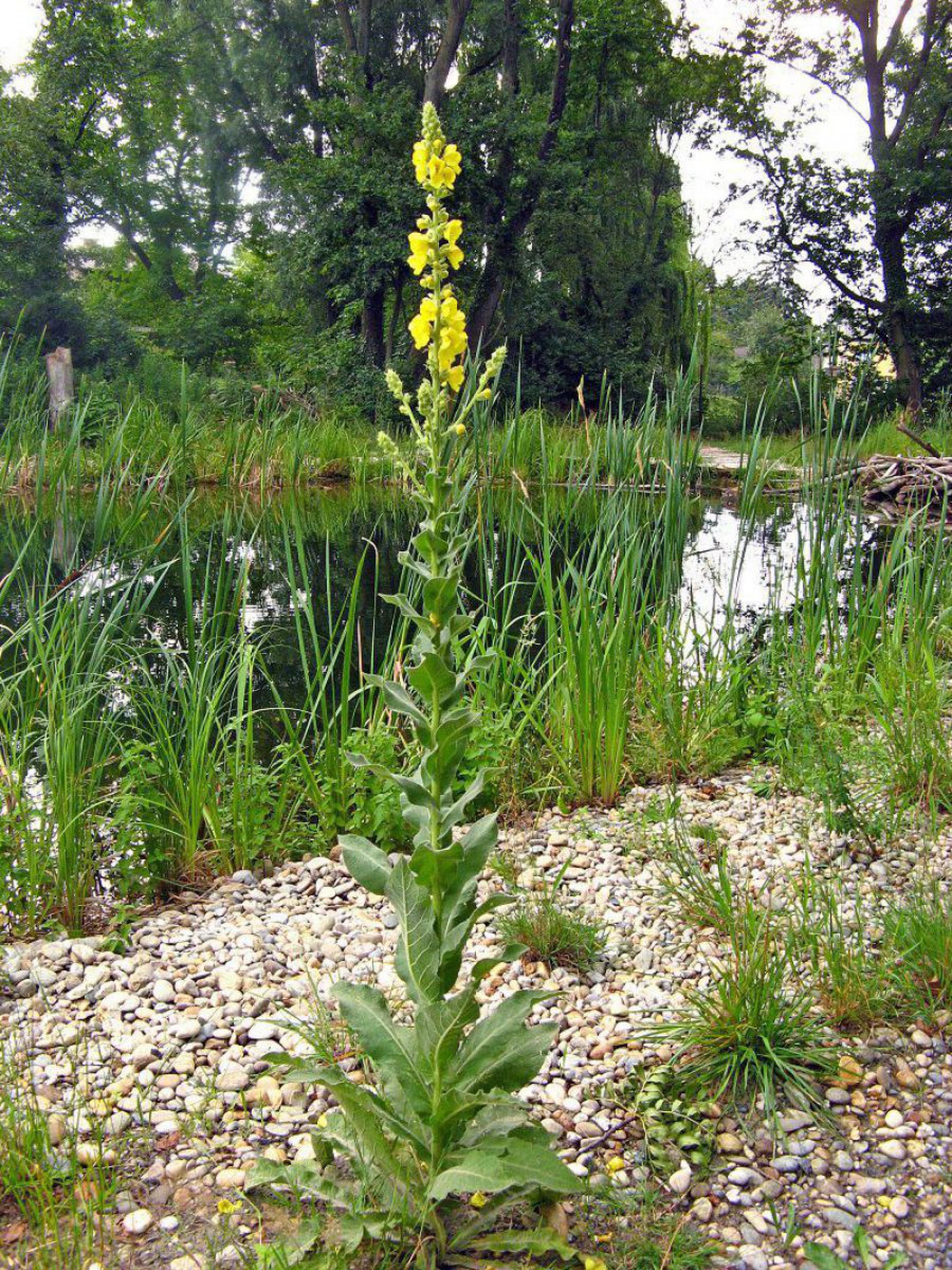 K&ouml;nigskerze w&auml;chst auf einer Schotterfl&auml;che, im Hintergrund ist ein Gew&auml;sser mit B&auml;umen am Ufer.