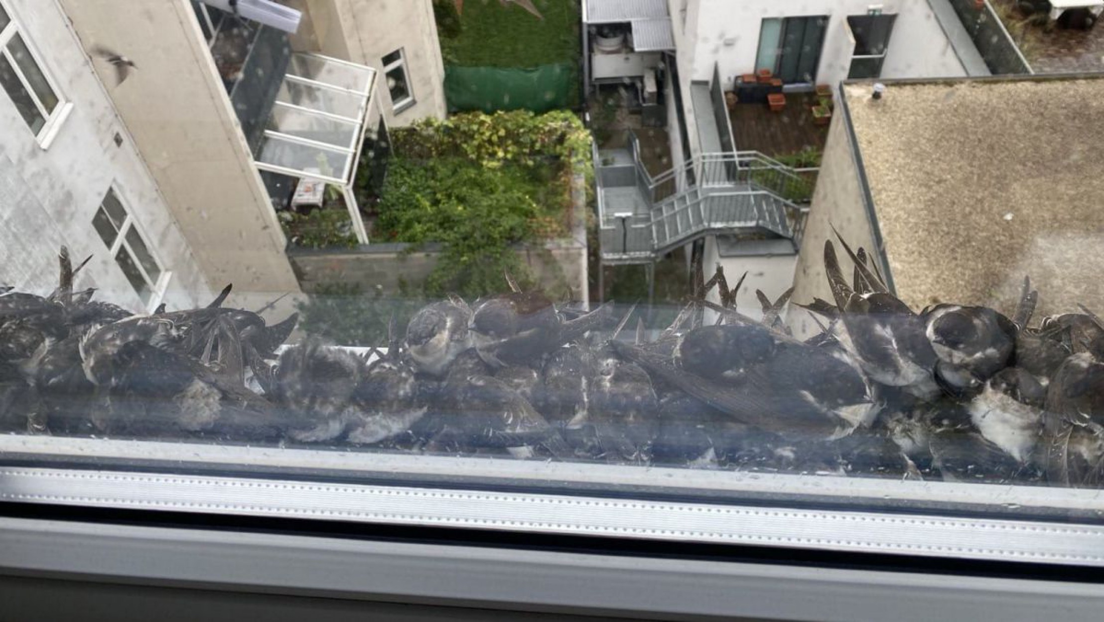 Blick aus einem Fenster auf einen Hof, auf dem Fensterbrett dr&auml;ngen sich im Regen zahlreiche Mehlschwalben