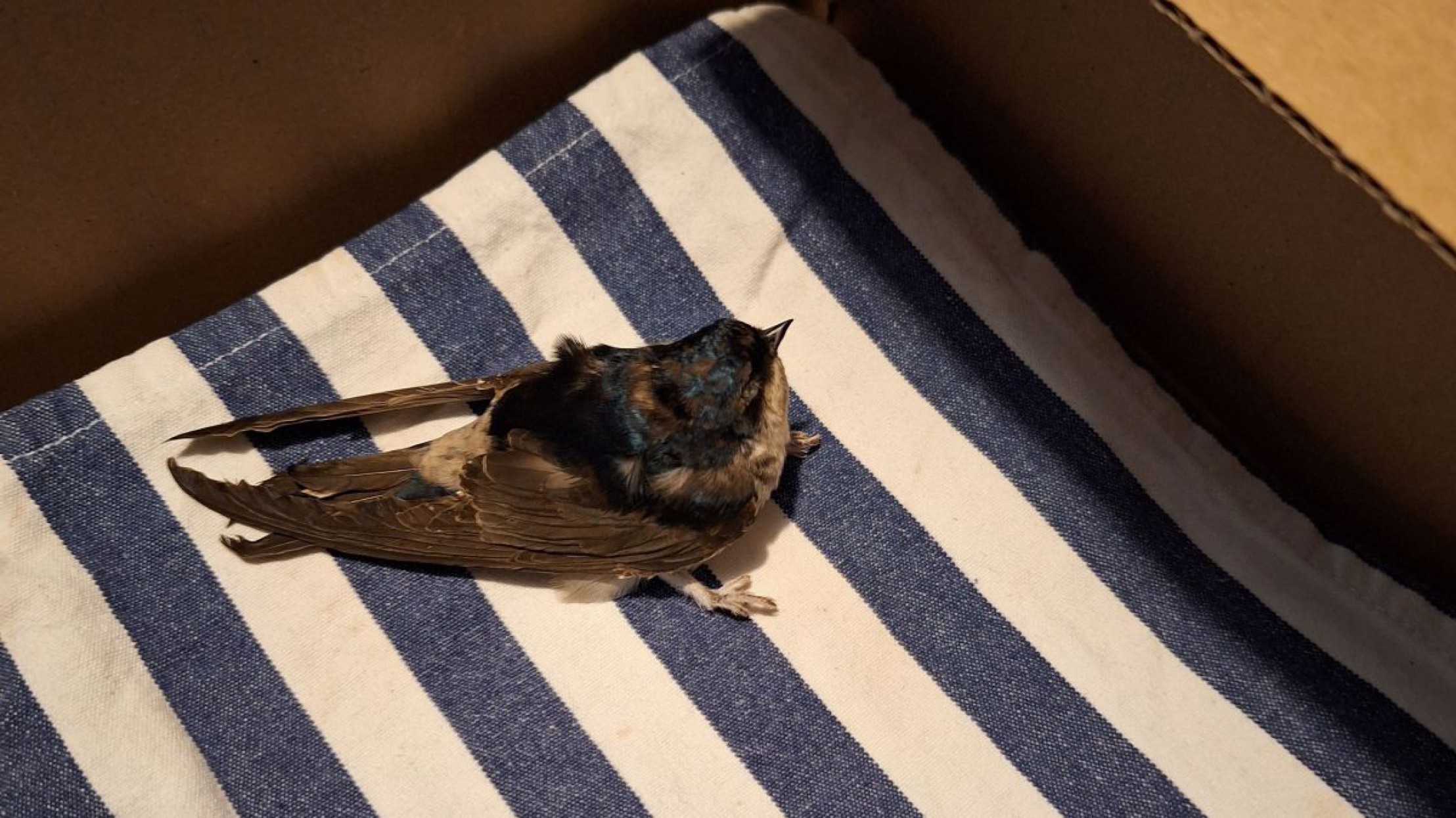 durchn&auml;sste Schwalbe sitzt auf einem blauwei&szlig; gestreiften Tuch