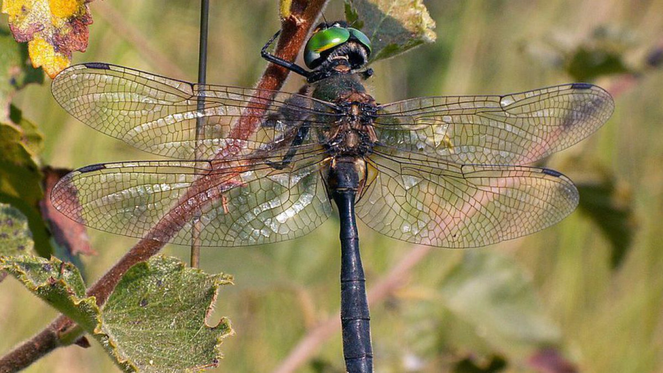 Arktische Smaragdlibelle sitzt auf einem von Raureif &uuml;berzogenen Aast eines Strauches.