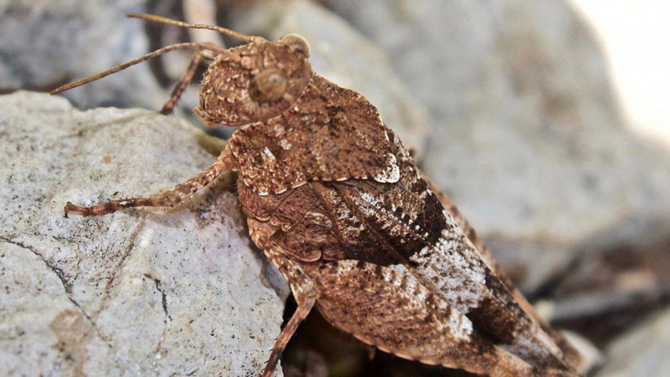 Blaufl&uuml;gelige &Ouml;dlandschrecke sitzt auf einem grauen Stein.
