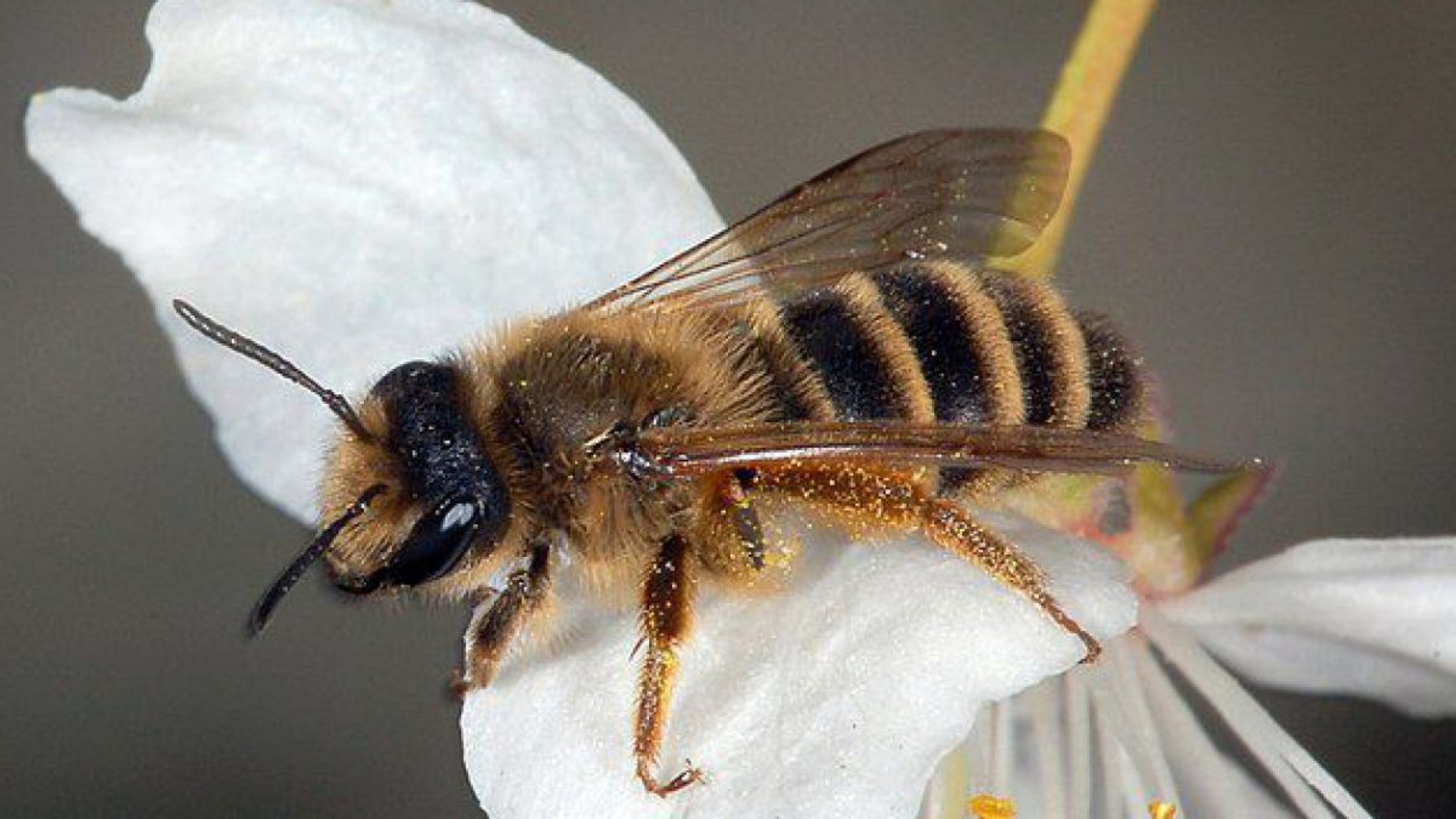Gemeine Sandbiene auf einer wei&szlig;en Bl&uuml;te
