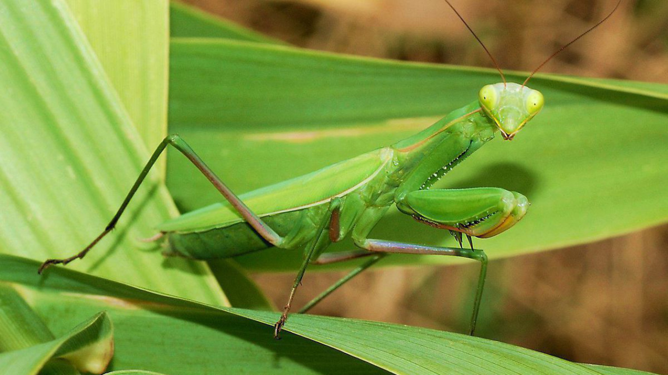 Gottesanbeterin sitzt auf einem breiten gr&uuml;nen Blatt