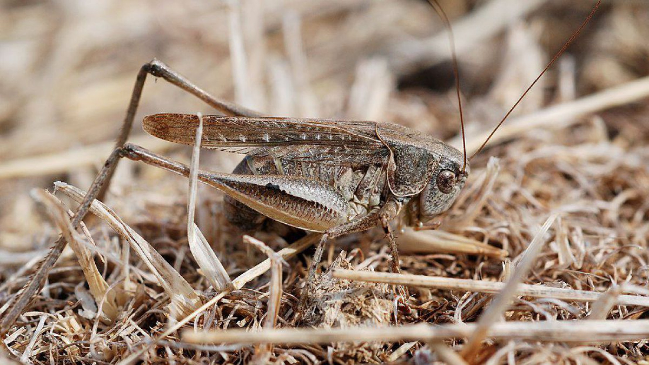 Graue Beissschrecke sitzt auf d&uuml;rrem Gras.