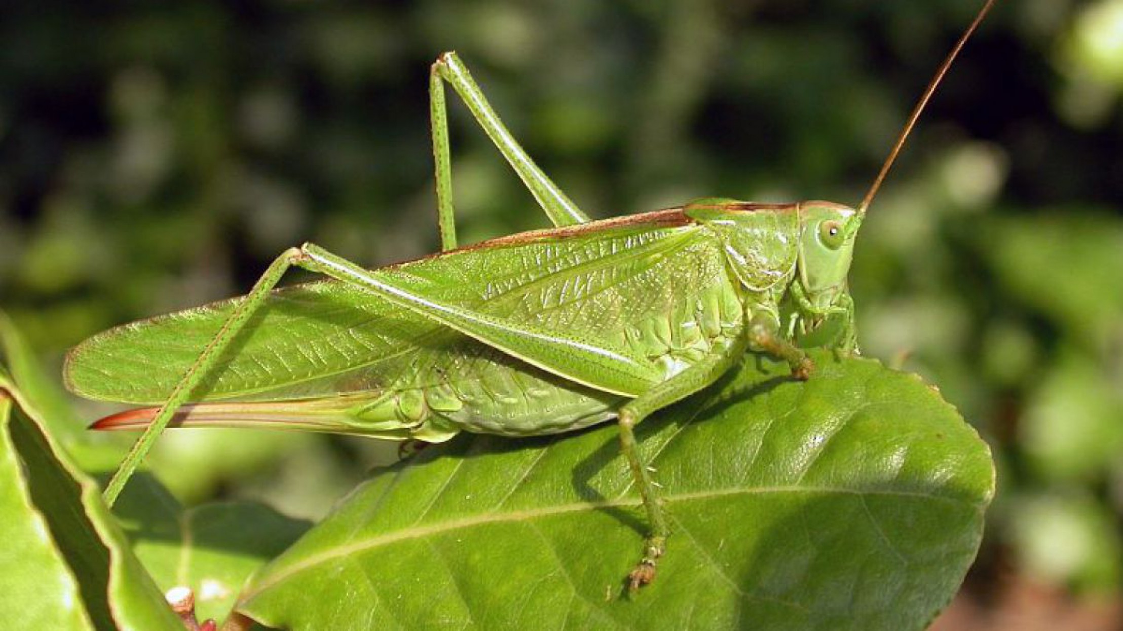 Gr&uuml;nes Heupferd frisst an einem gr&uuml;nen Blatt.