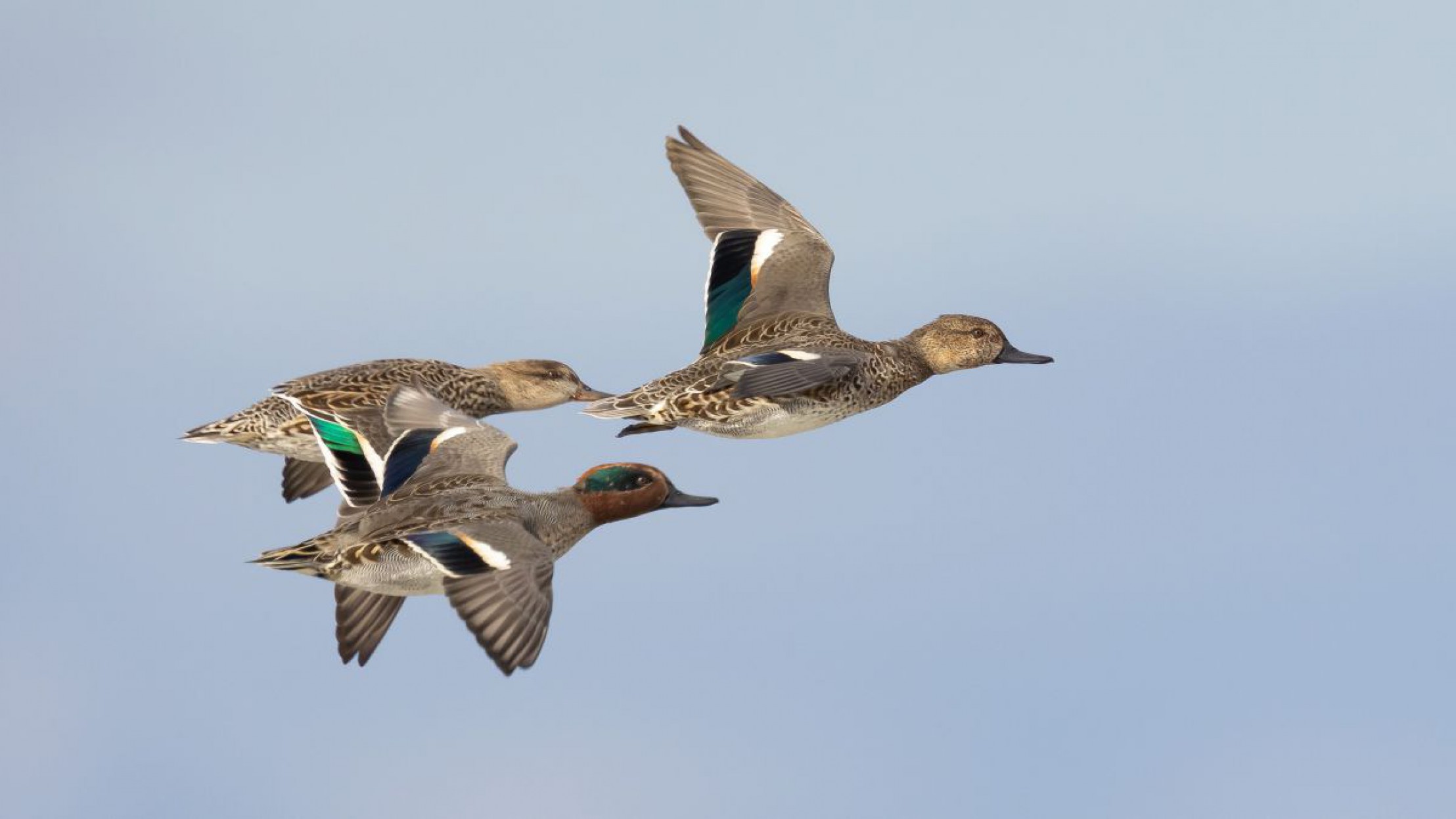 3 Krickenten fliegen vor blauem Himmel