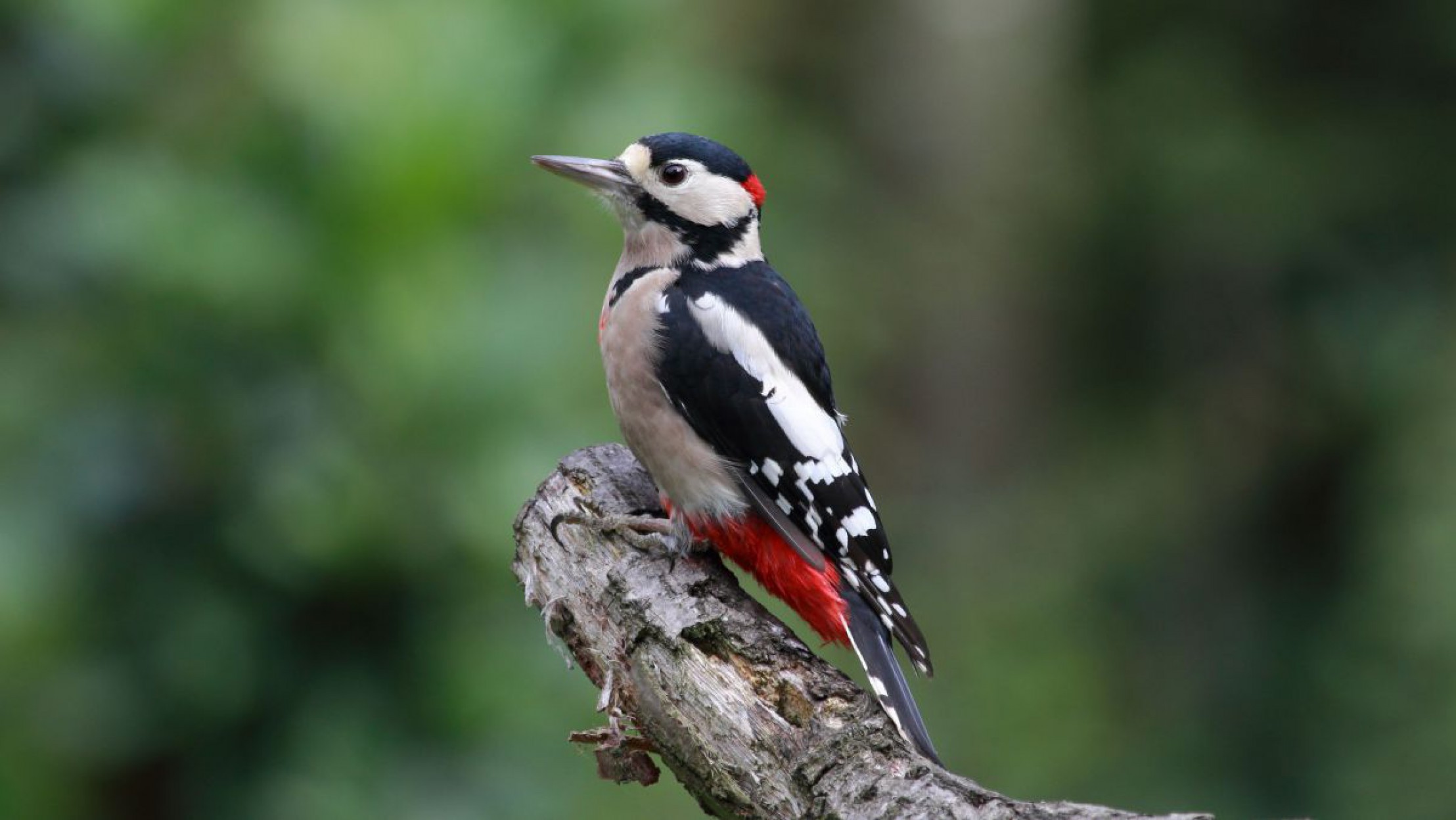 Der Buntspecht ist in Nieder&ouml;sterreich heimisch und liebt es, H&ouml;hlen in B&auml;ume zu schlagen. 