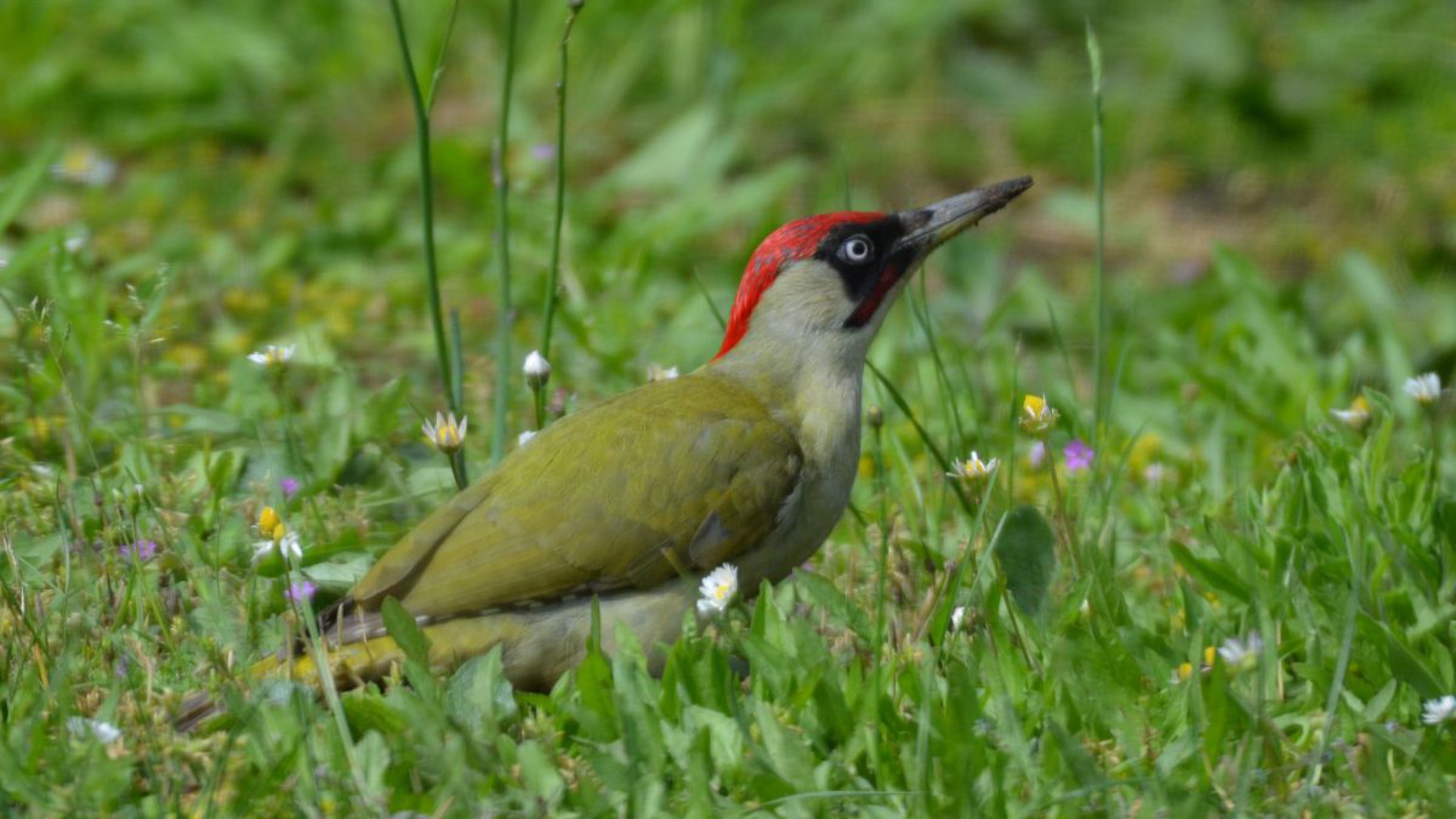 Der Gr&uuml;nspecht geh&ouml;rt zu den Erdspechten.