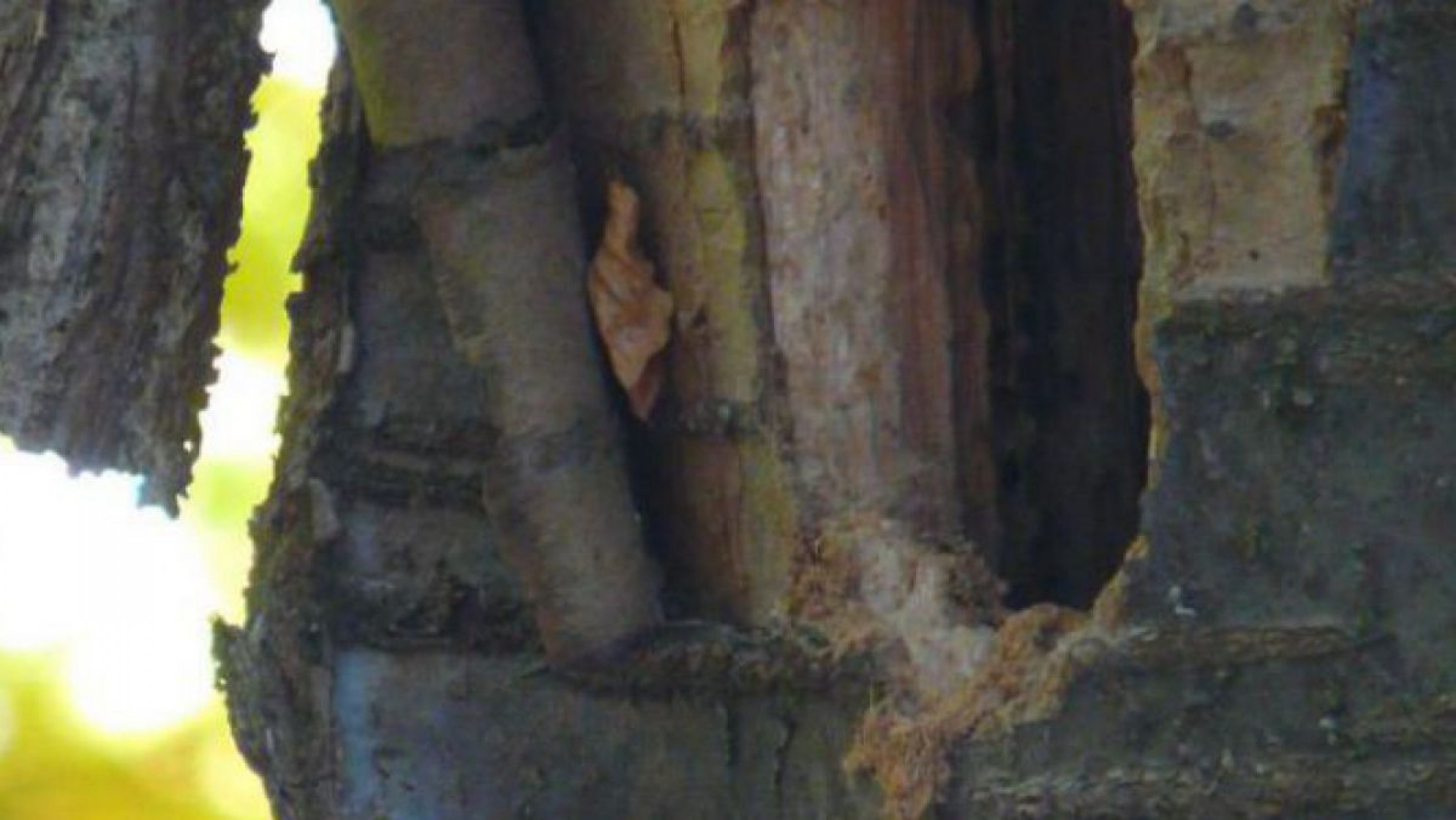 Die in die B&auml;ume geschlagenen L&ouml;cher nennt man auch Spechth&ouml;hlen.