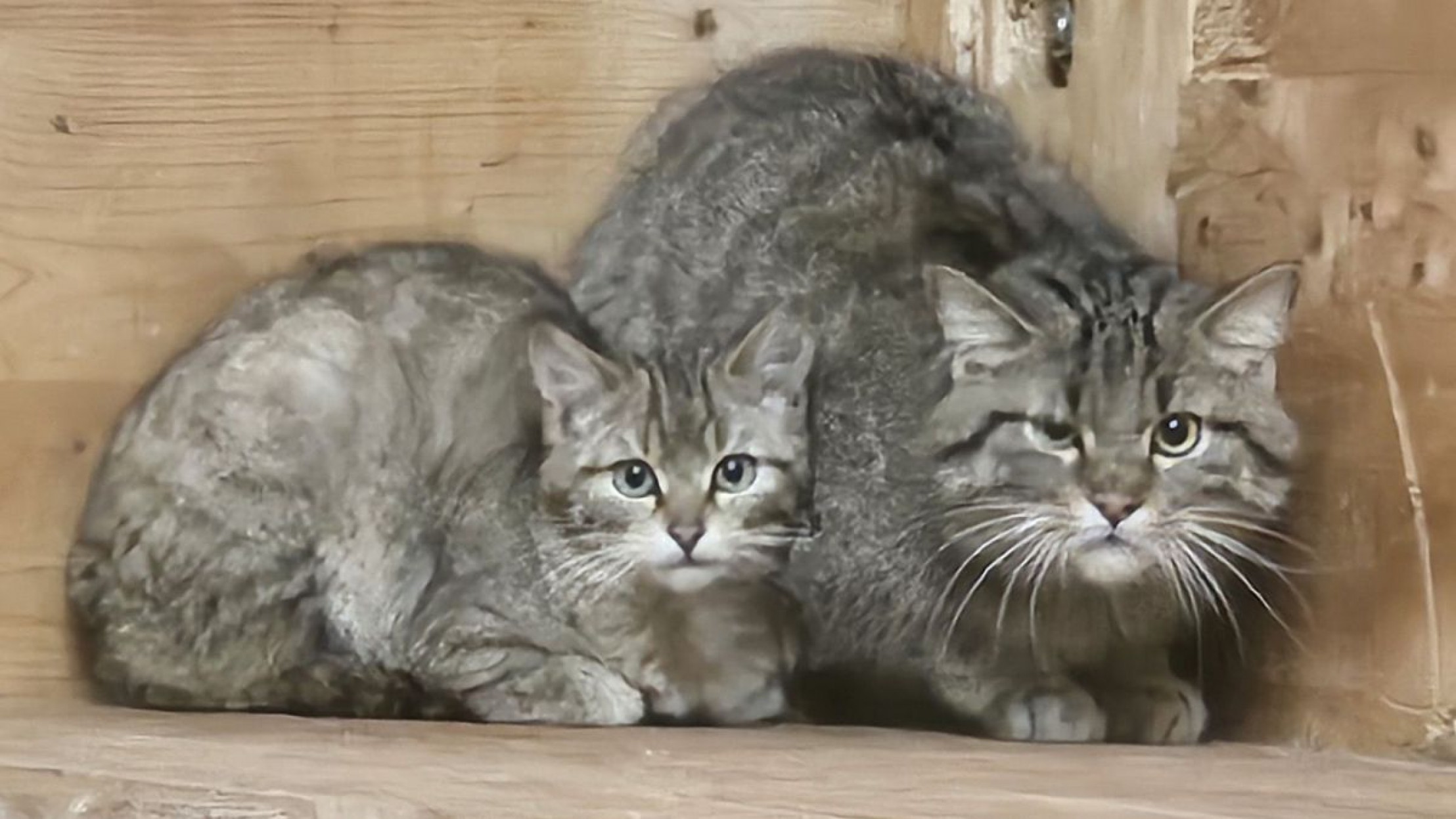 2 Wildkatzen sitzen in einem Holzverschlag
