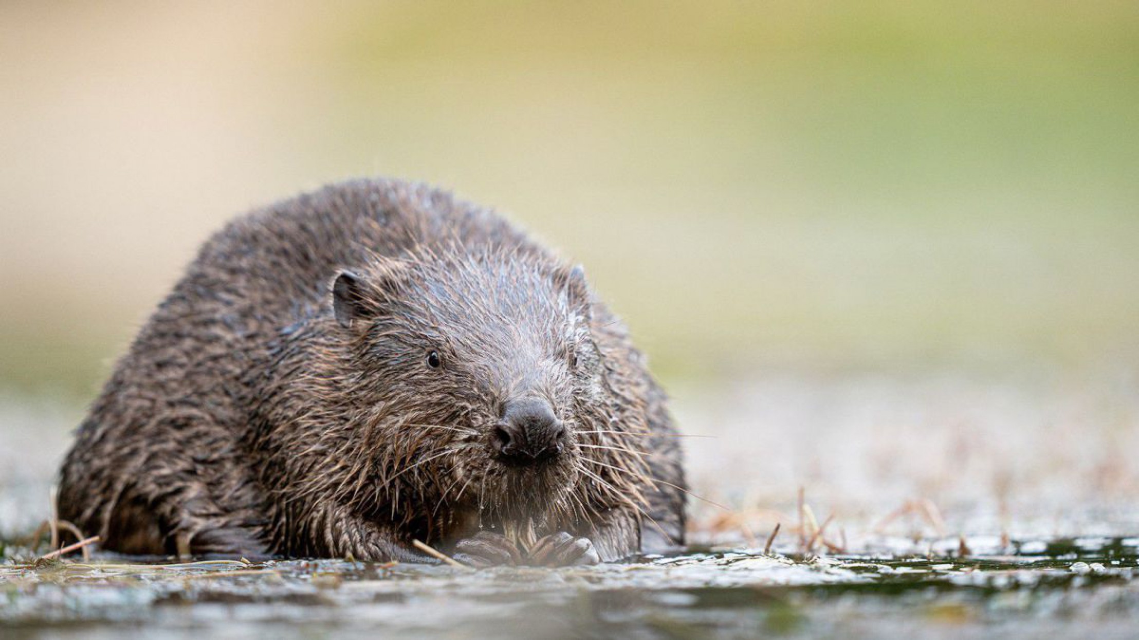 Zentralaufnahme von Biber