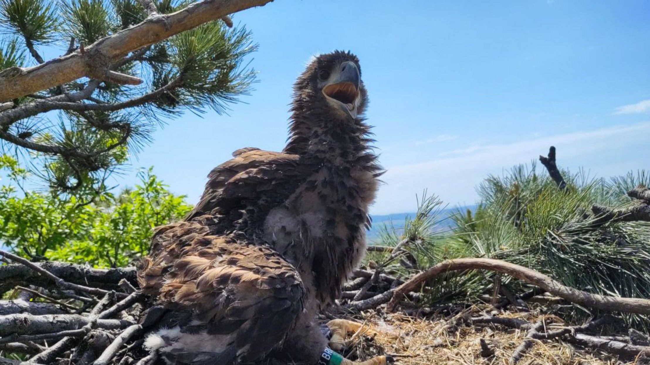 Junger Seeadler in seinem Nest