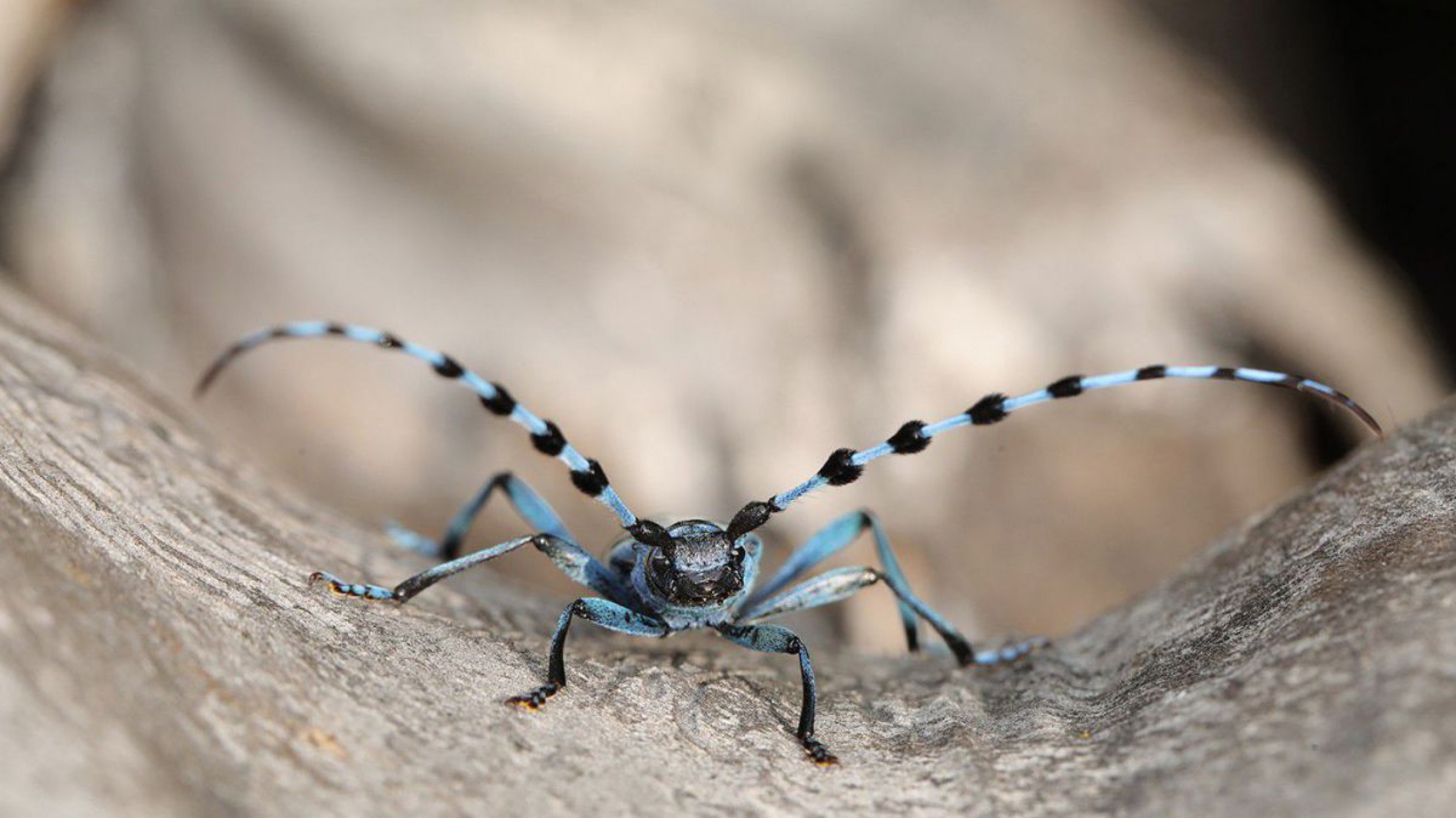 Nahaufnahme eines Alpenbockk&auml;fers von vorne, auf Totholz sitzend