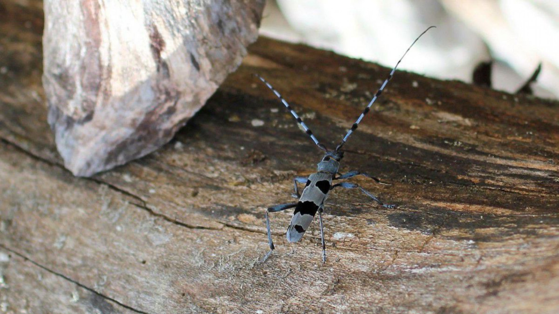 Alpenbockk&auml;fer auf Totholz