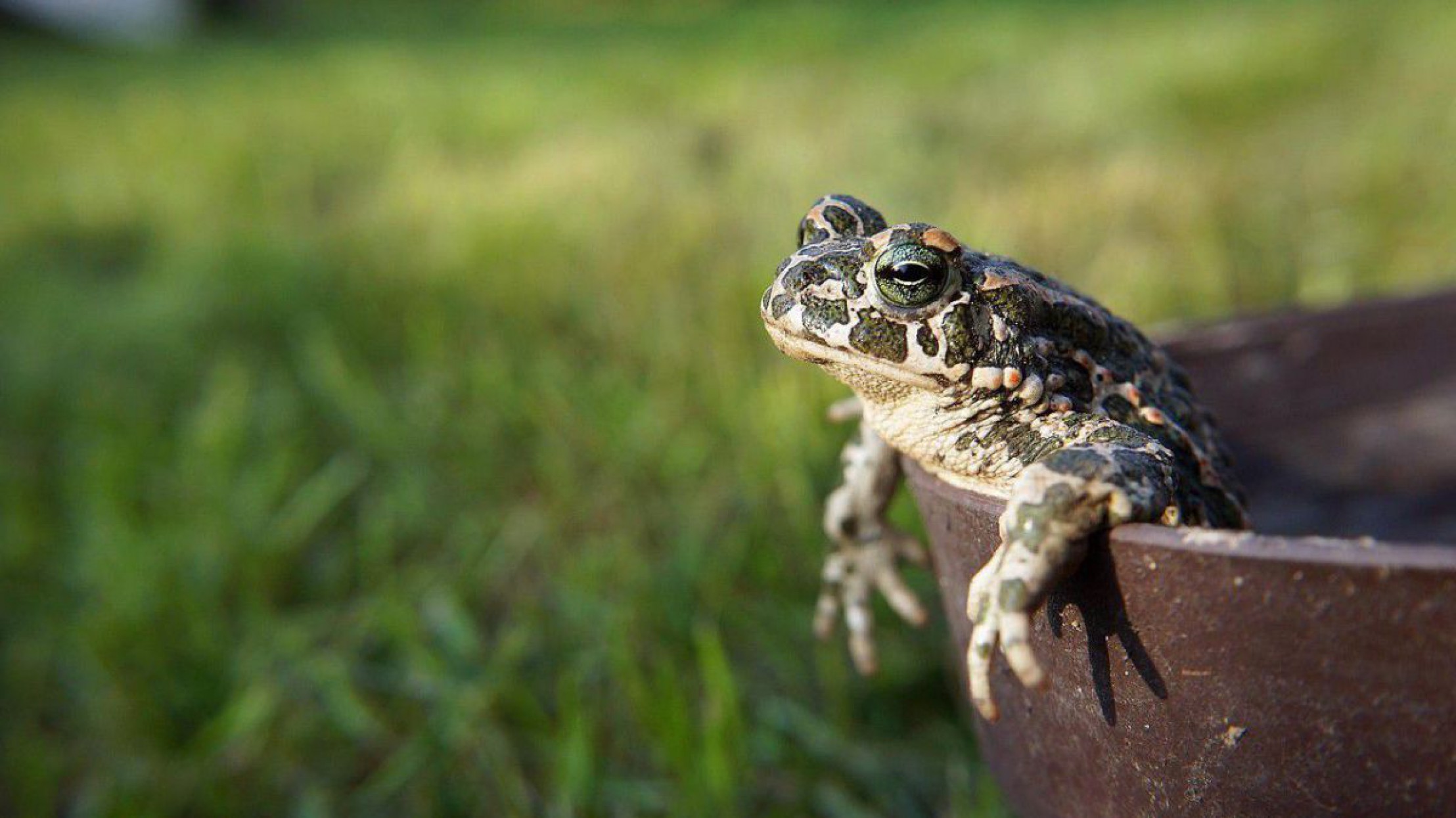 Wechselkr&ouml;te ragt aus einem Gef&auml;&szlig; mit Wiese im Hintergrund.