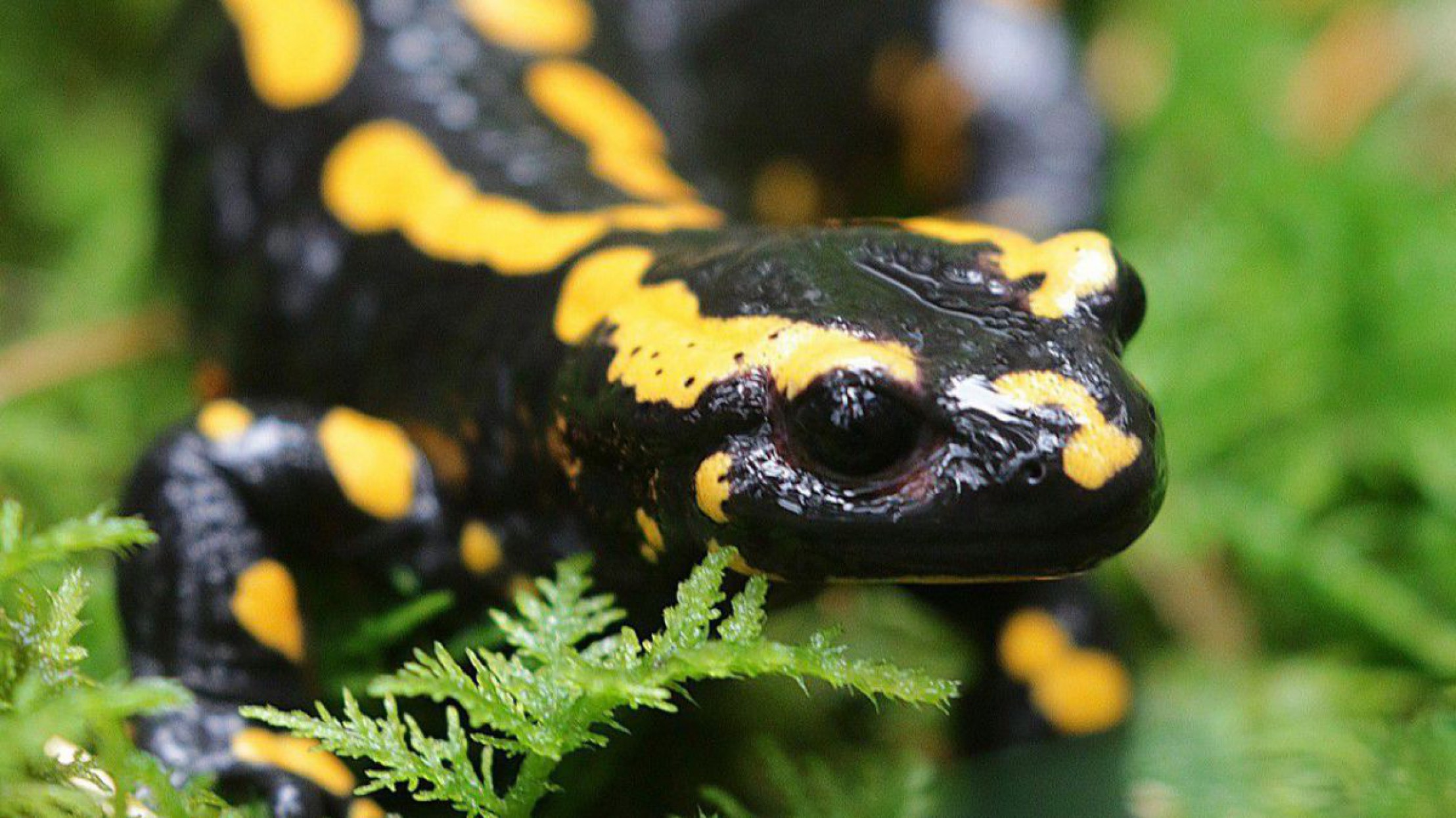 Feuersalamander auf Moos