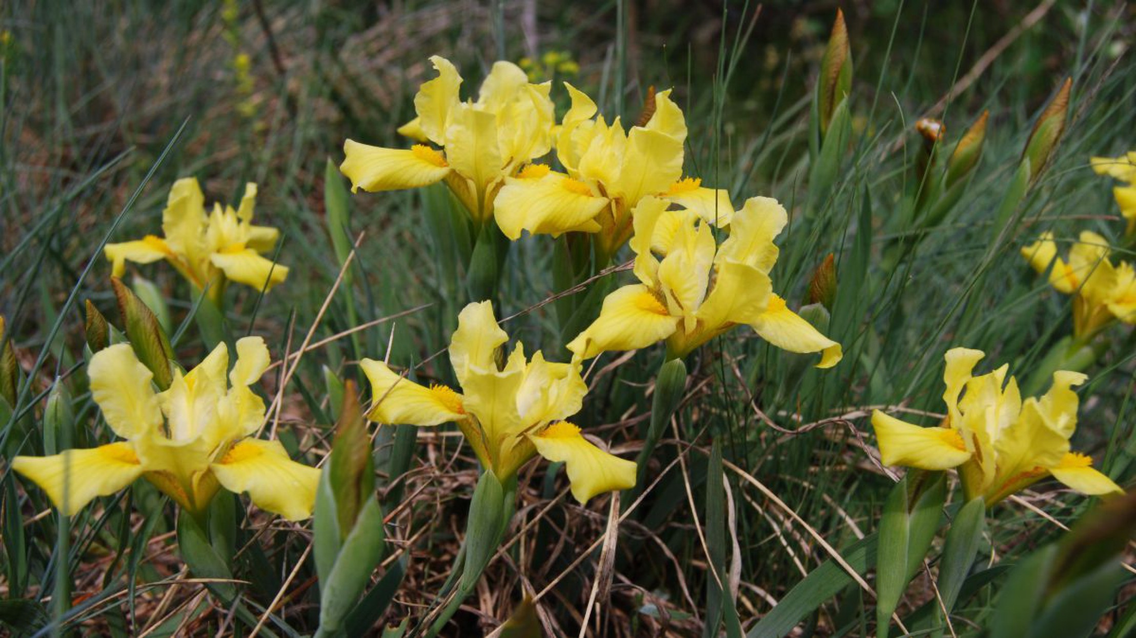 Wenige Exemplare der Sandiris (Iris humilis)