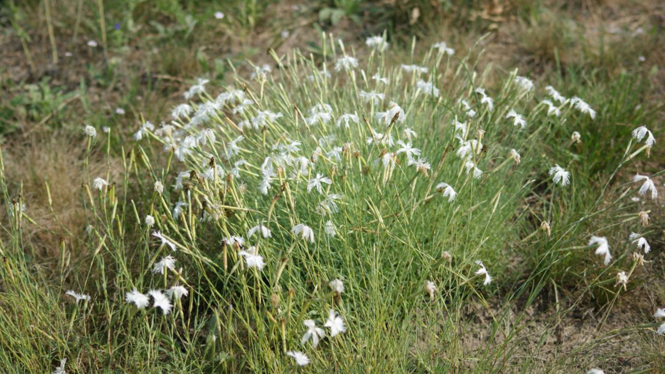 Sp&auml;te Federnelke (Dianthus serotinus)