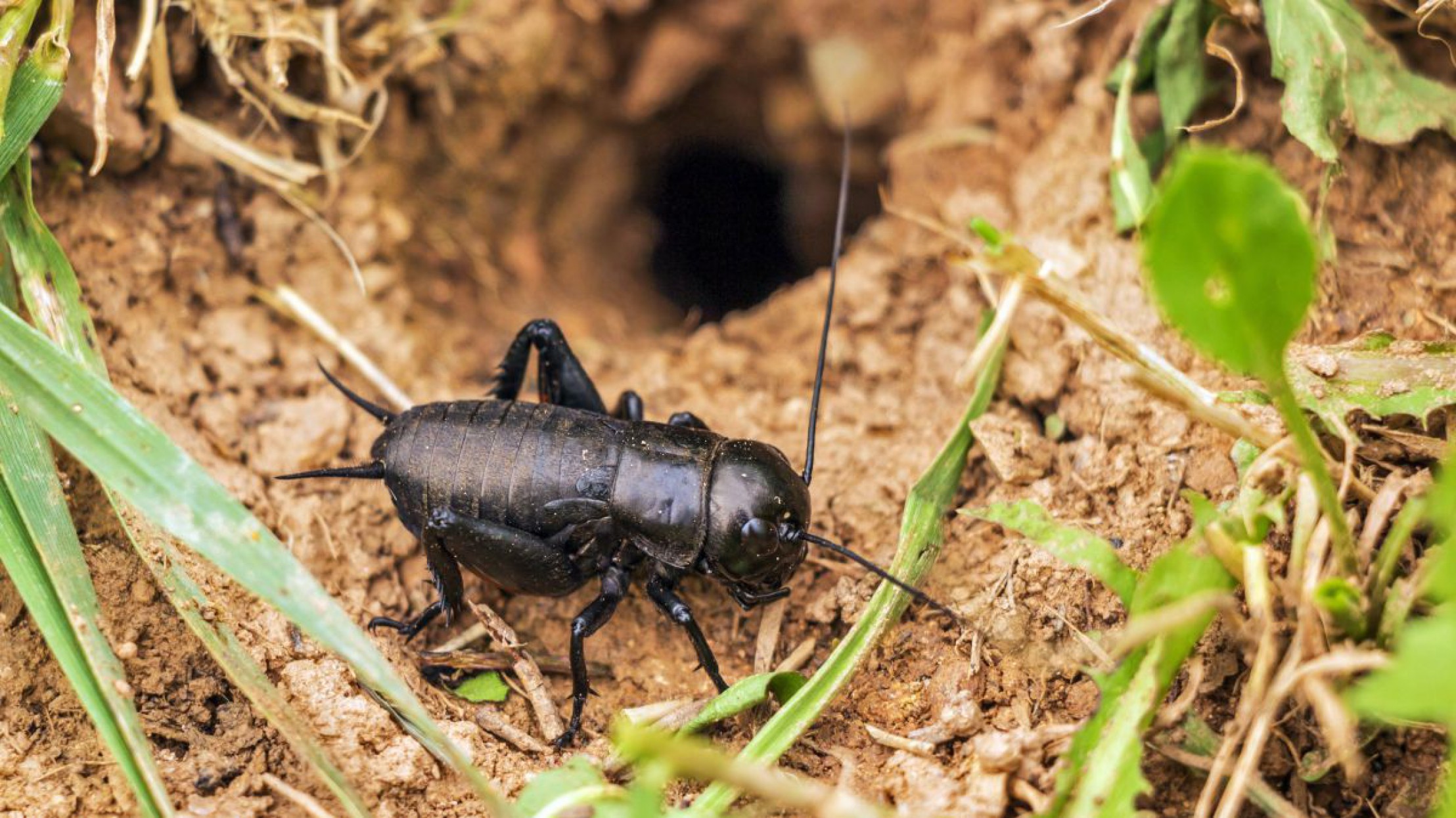 Feldgrille vor ihrem Grabloch