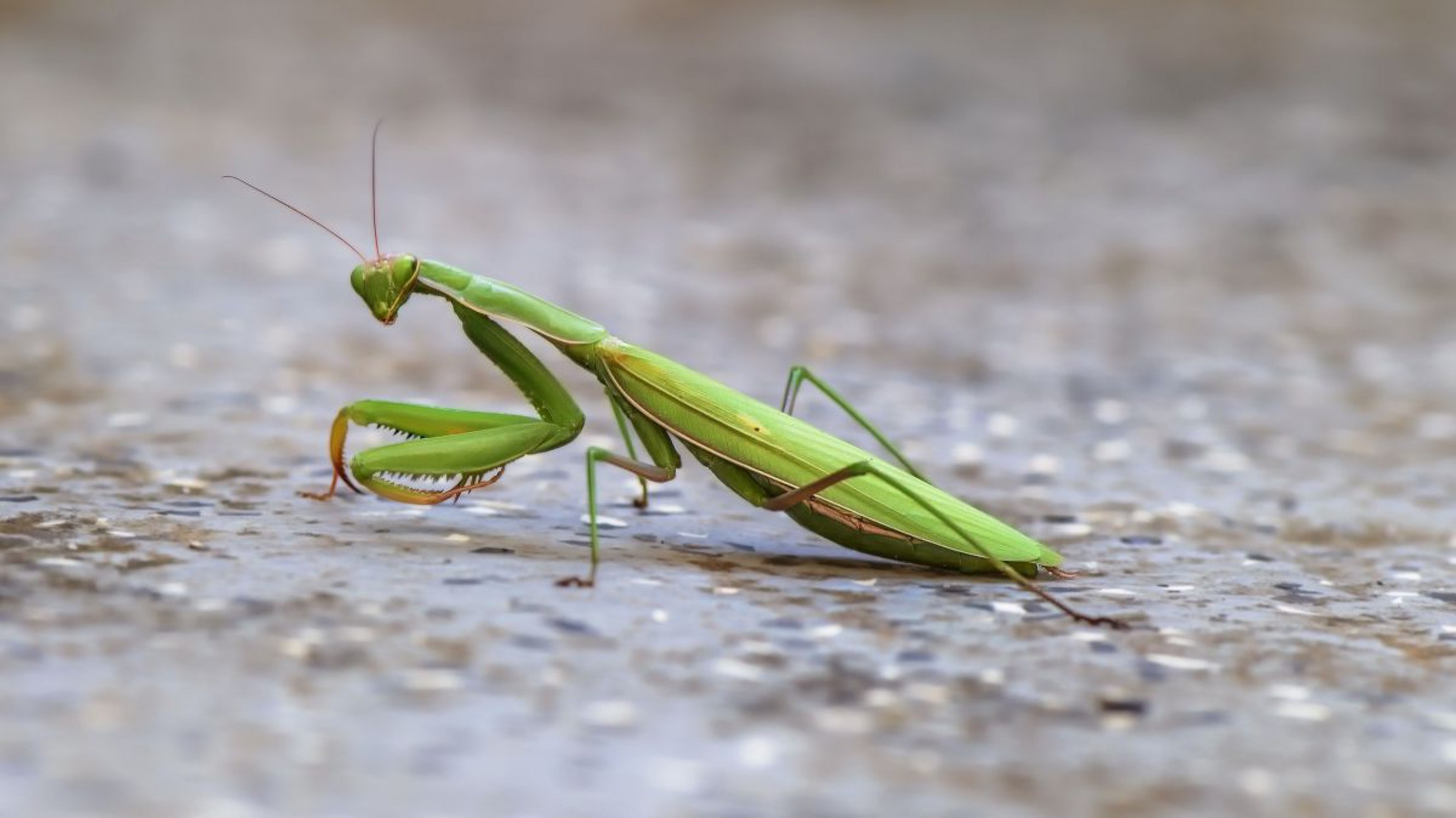 Gottesanbeterin auf steinigem Untergrund
