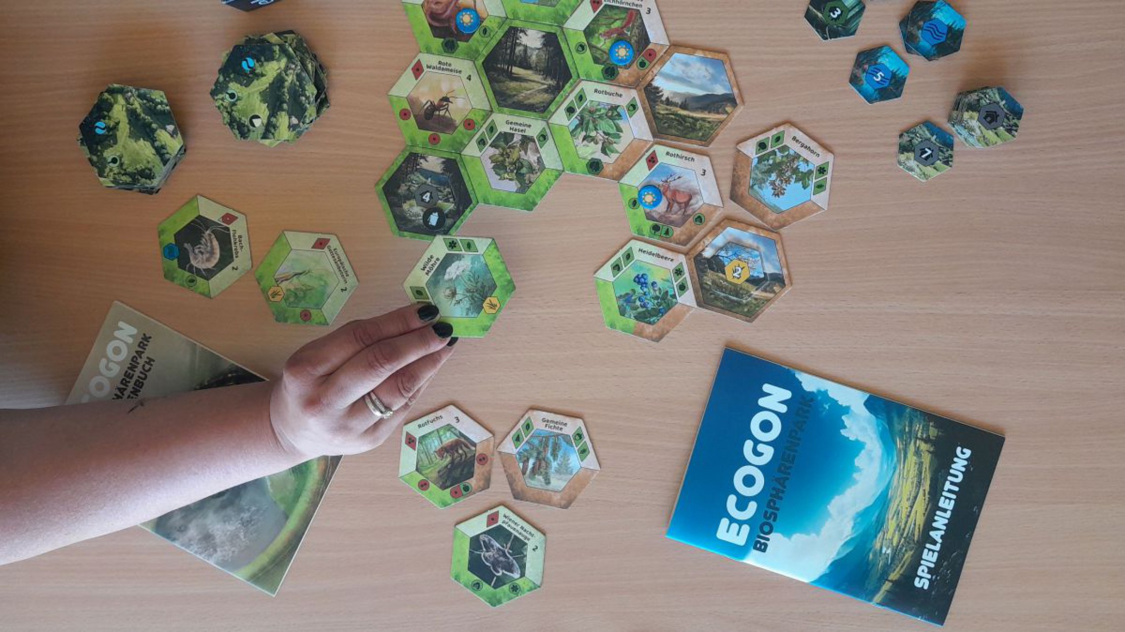 Brettspiel "ECOGON Biosph&auml;renpark Erhalten-Sch&uuml;tzen-Spielen" mit seinen Bestandteilen auf Holzoberfl&auml;che ausgebreitet, Hand greift zu Spiel.