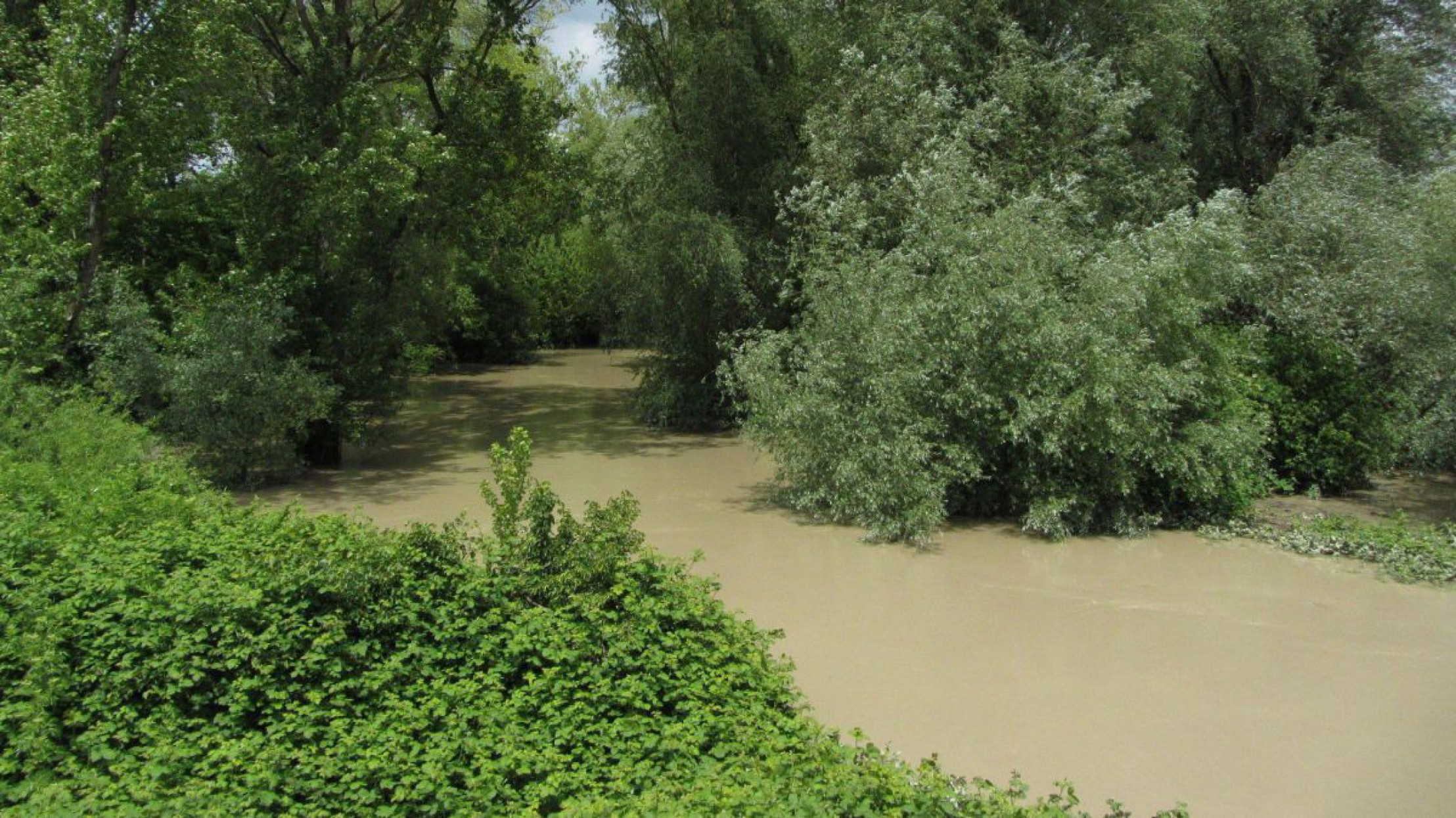 Waldfl&auml;che wird von schmutzigem Hochwasser geflutet.