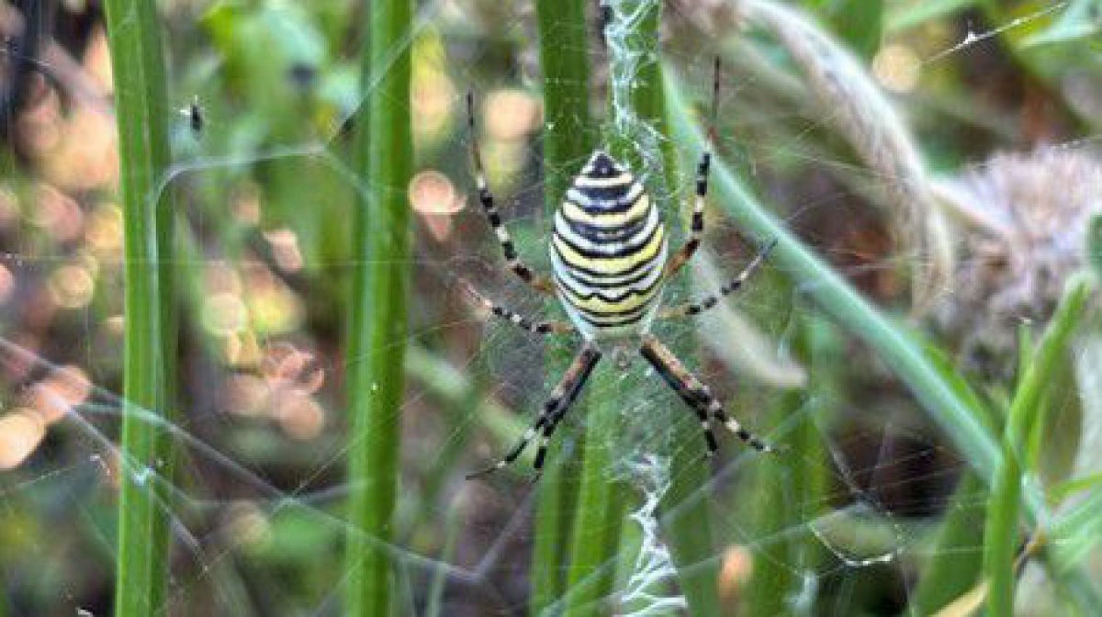 Wespenspinne in ihrem Netz mit Grashalmen im Hintergrund