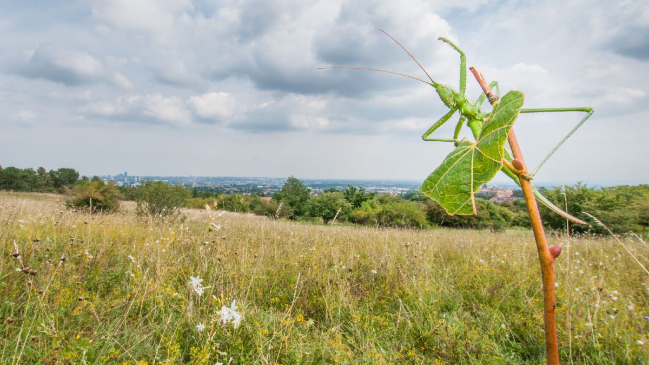 S&auml;geschreckt hockt auf Ast vor Trockenrasenhang.
