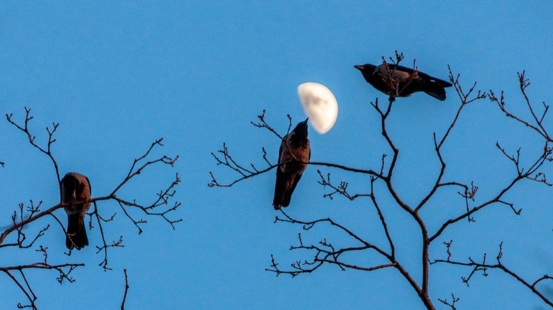 Drei Kr&auml;hen sitzen auf unbelaubten B&auml;umen, im Hintergrund ist ein wolkenloser Himmel mit Halbmond.