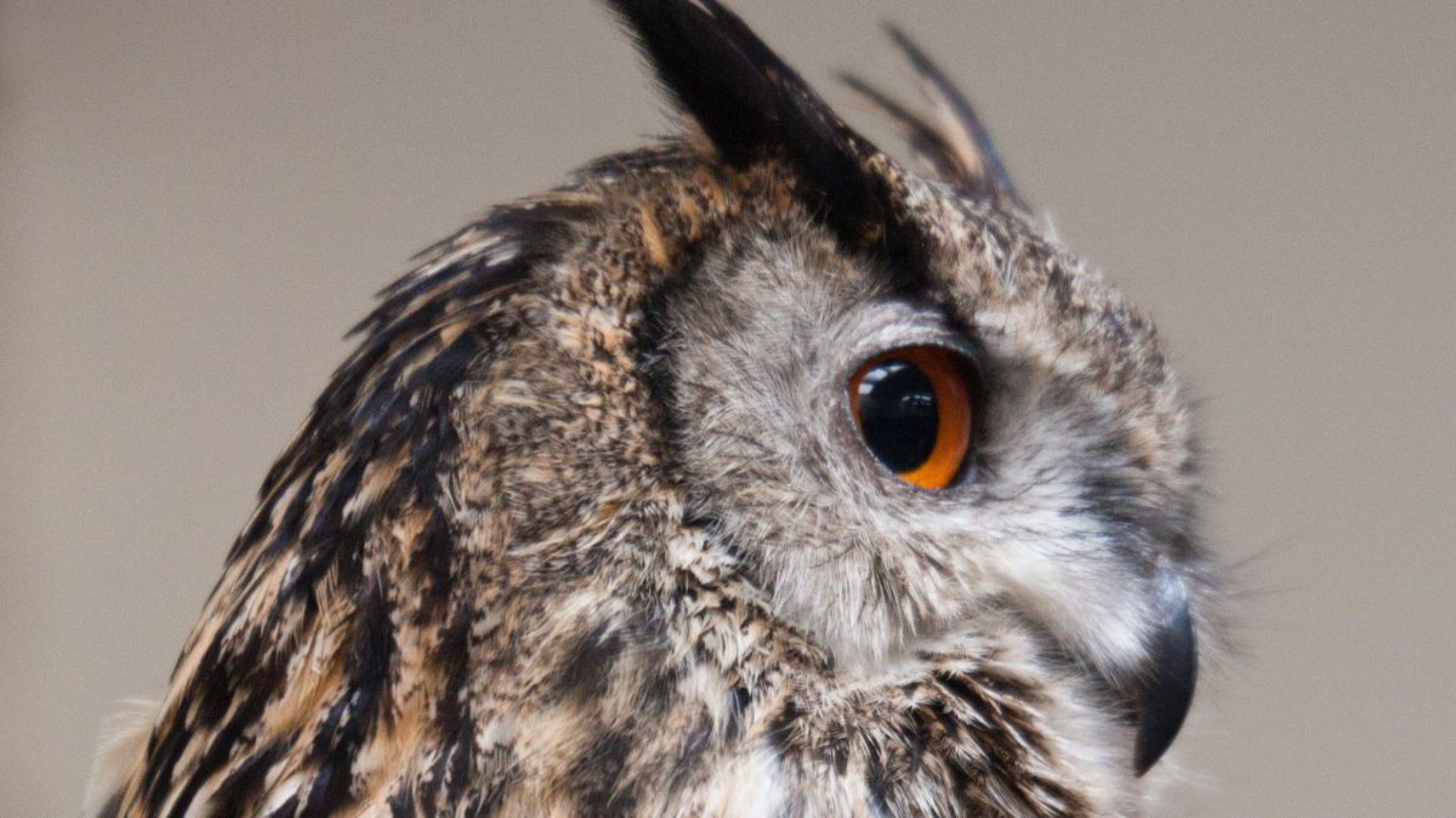 Nahaufnahme von einer Waldohreule, die ihren Kopf nach hinten dreht.