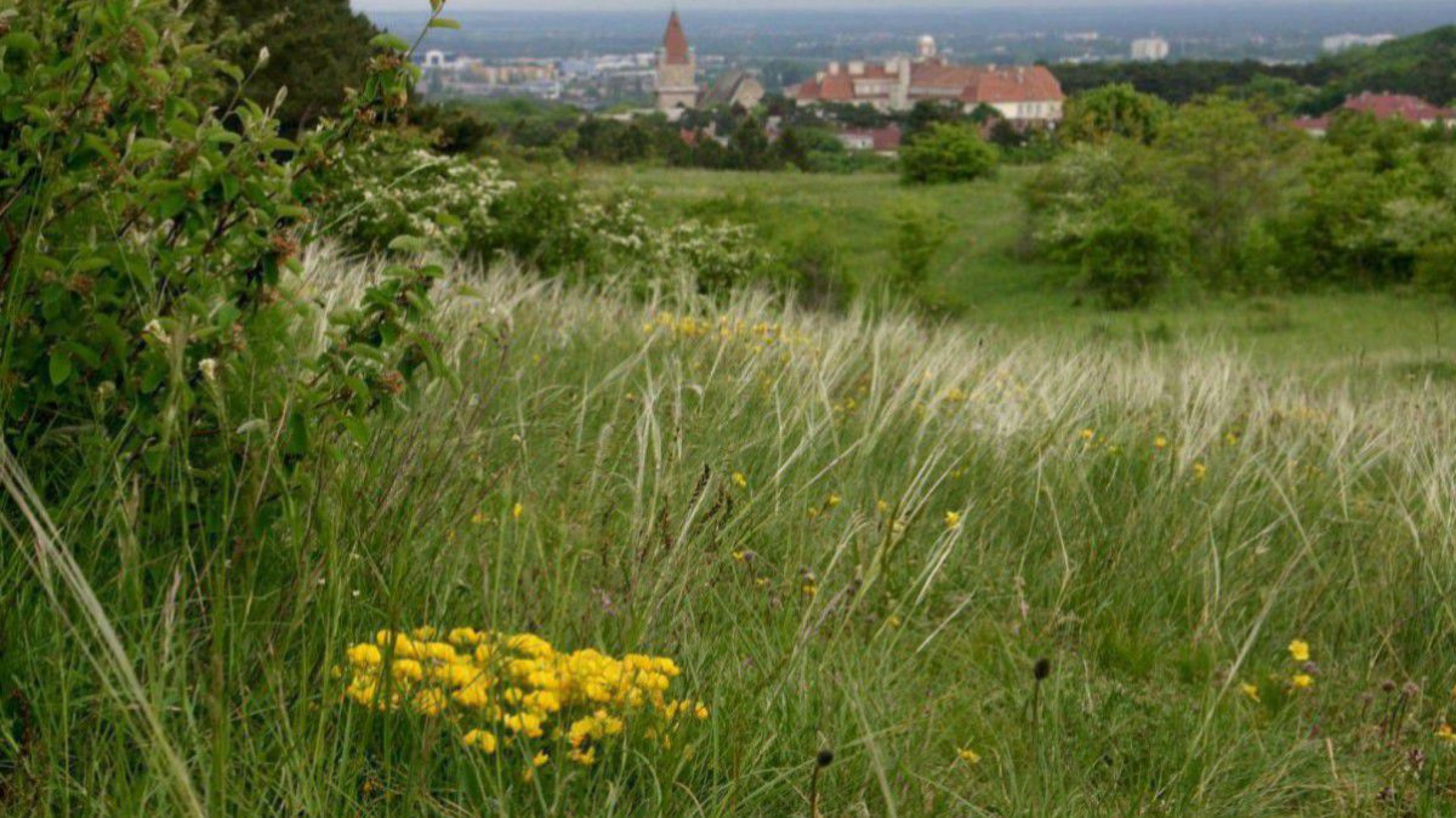 Trockenrasen mit Blick auf Perchtoldsdorf.
