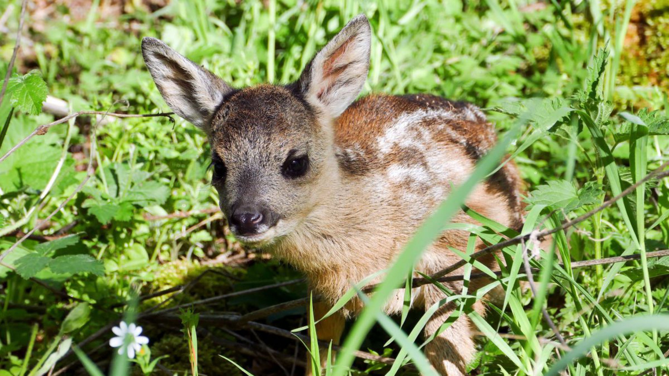 Ein kleines Rehkitz hockt in einer Wiese.