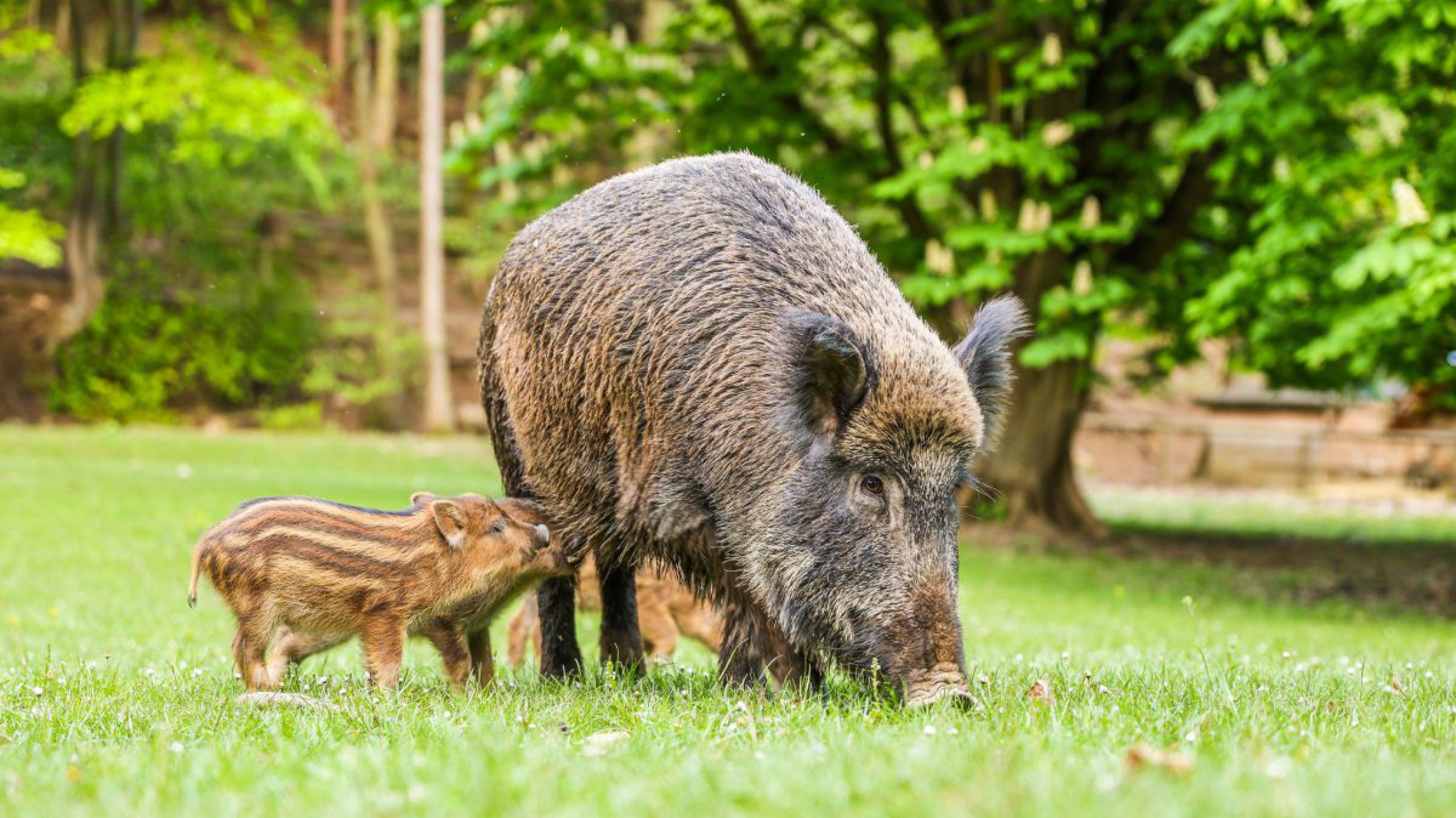 Eine Bache (Wildschweinmutter) stillt ihre Frischlinge (Wildschweinjunge).