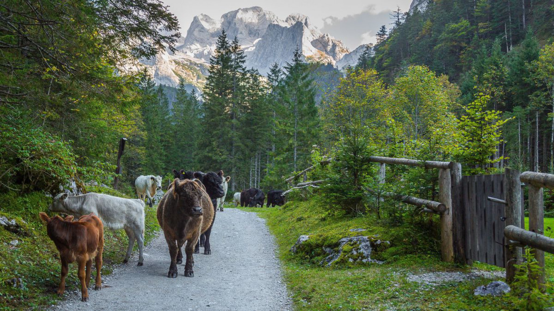 K&uuml;he mit unterschiedlicher Fellfarbe stehen auf einem Wanderweg, der von Wald und Holzinfrastruktur ges&auml;umt ist. Im Hintergrund ist ein Bergr&uuml;cken zu sehen.