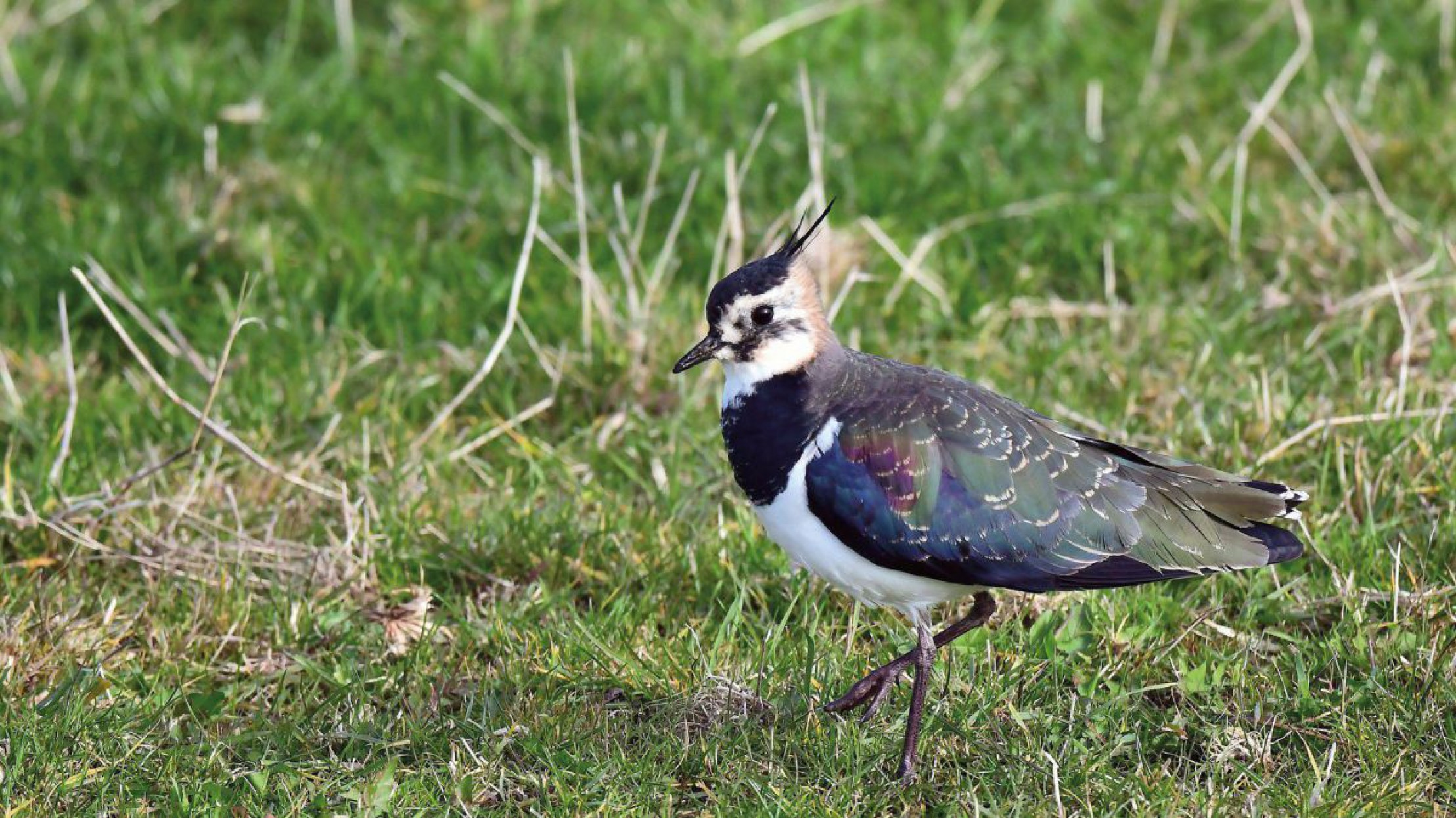 Kiebitz mit Wiese im Hintergrund