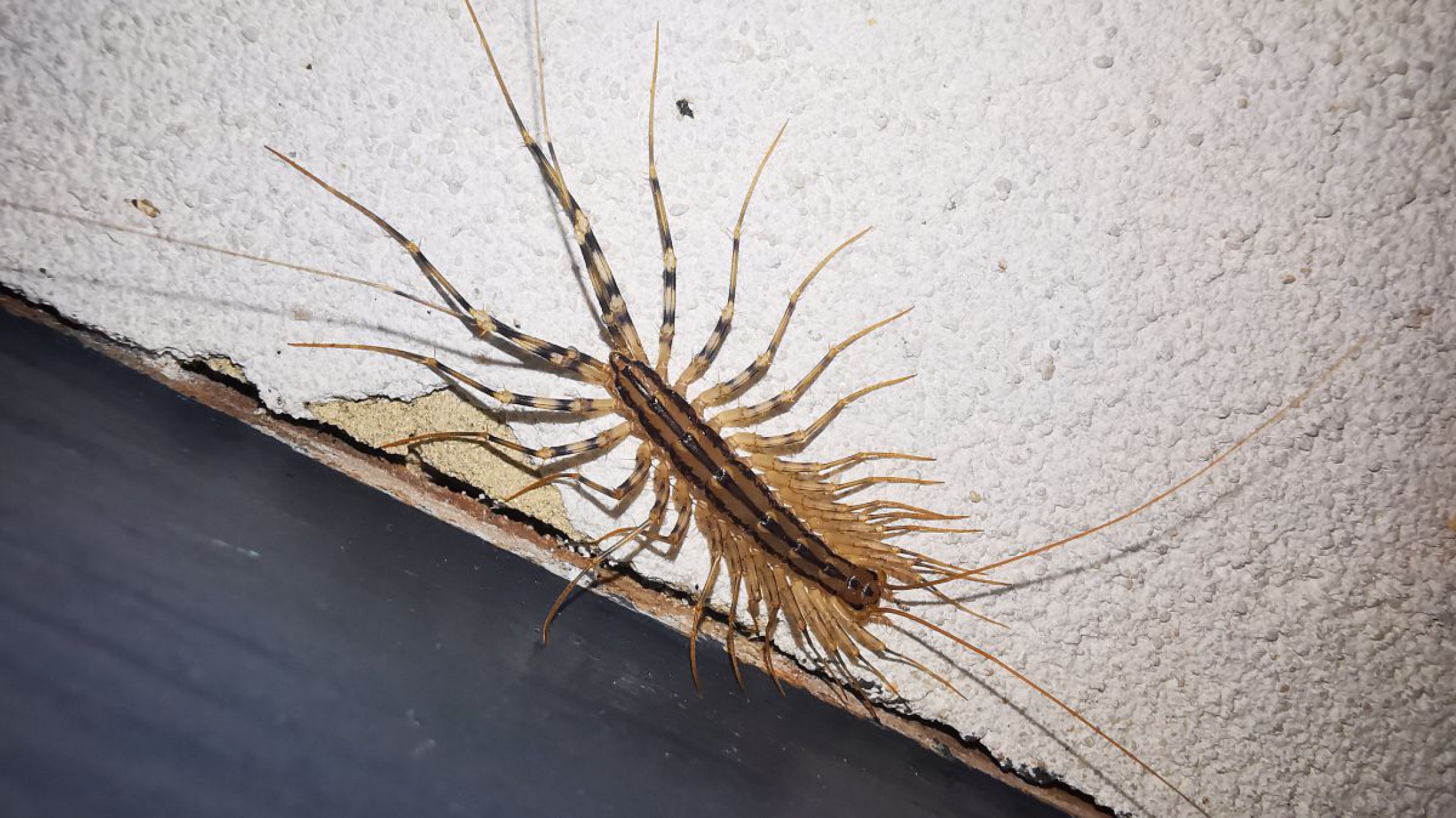 Spinnenl&auml;ufer auf wei&szlig;er Hauswand