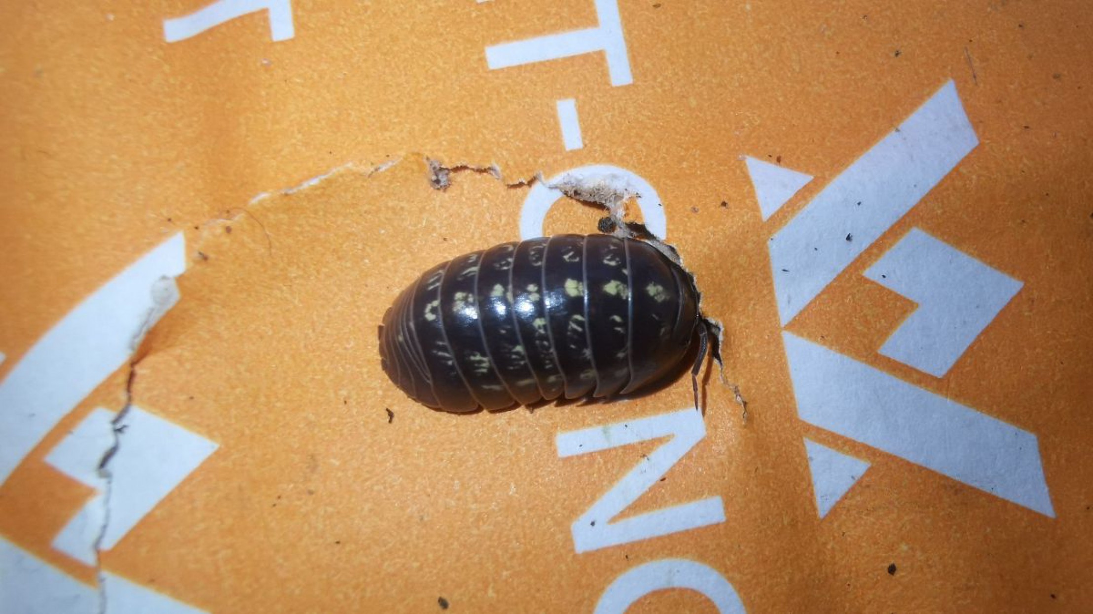 Kellerassel auf einer Verpackung, ihr K&ouml;rper ist dunkel und ein wenig hellbraun gefleckt.