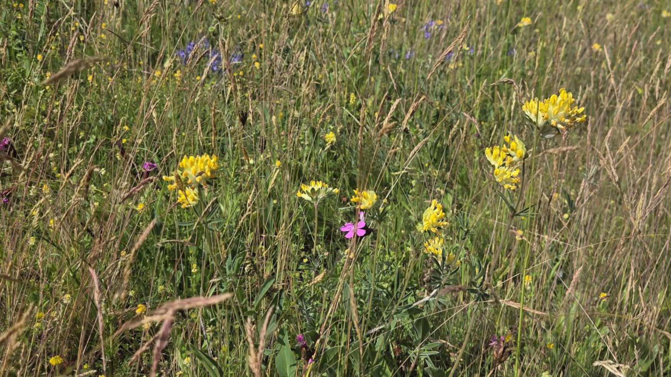 Wildblumenwiese auf der PV-Sonneninsel in Eibesbrunn