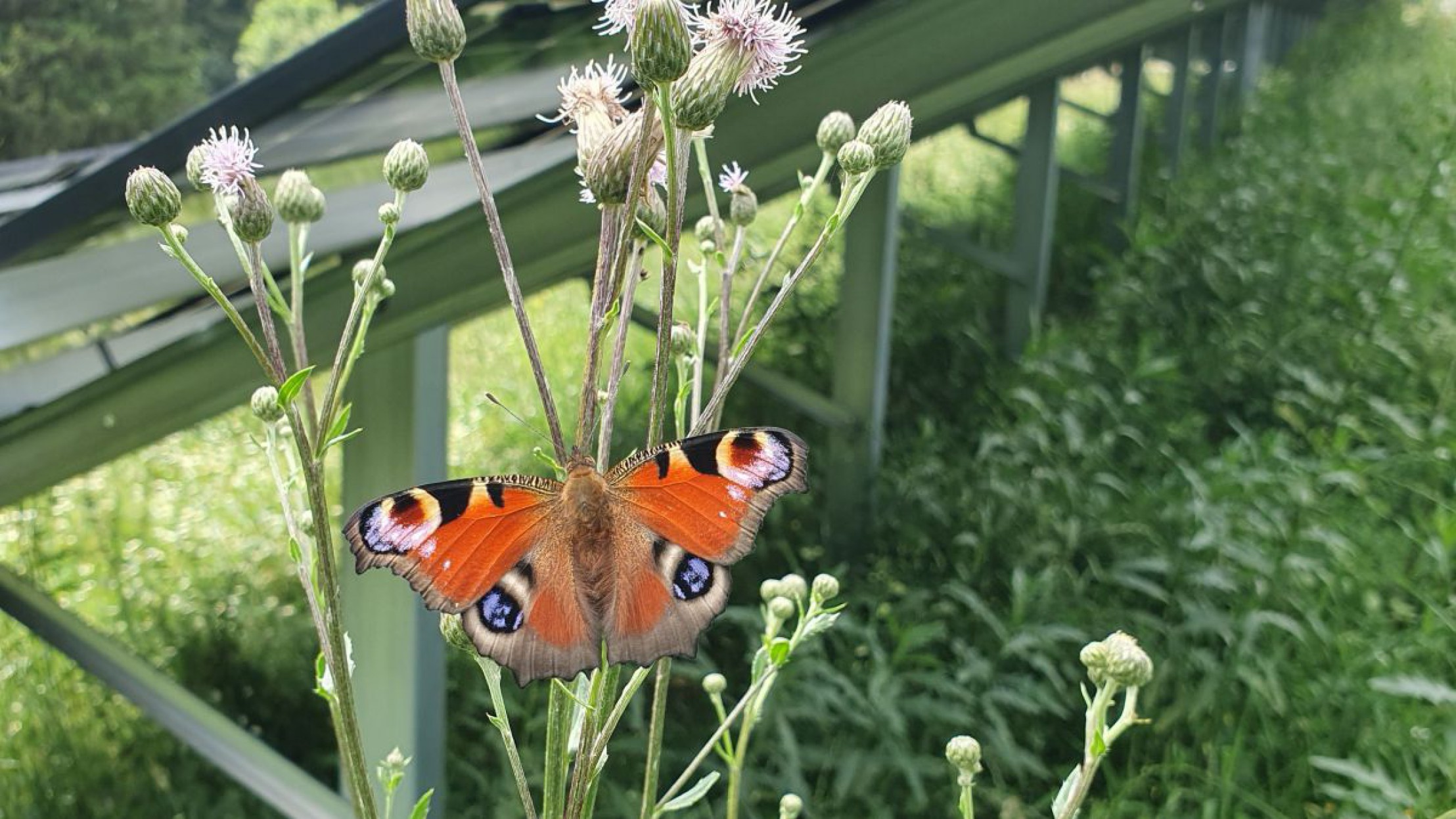 Tagpfauenauge auf einer verbl&uuml;hten Pflanze auf der PV-Sonneninsel "Agro-PV-Wolfshof" in Lichtenegg