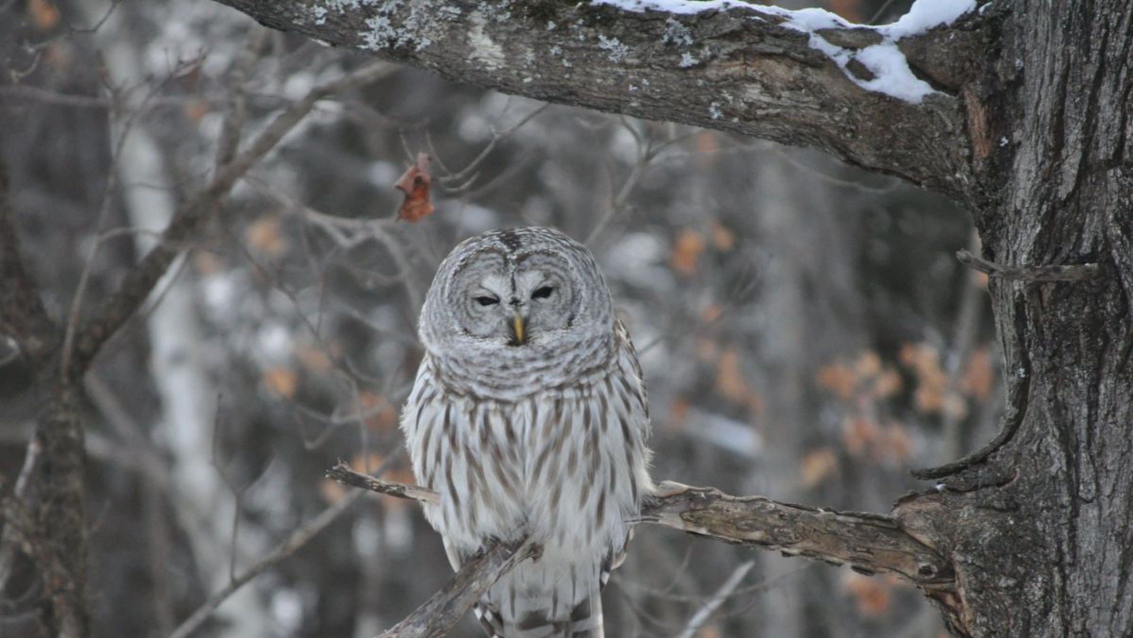 Waldkauz sitzt auf dem Ast eines Baumes im Wald, Schnee deutet auf den Winter als Jahreszeit hin.