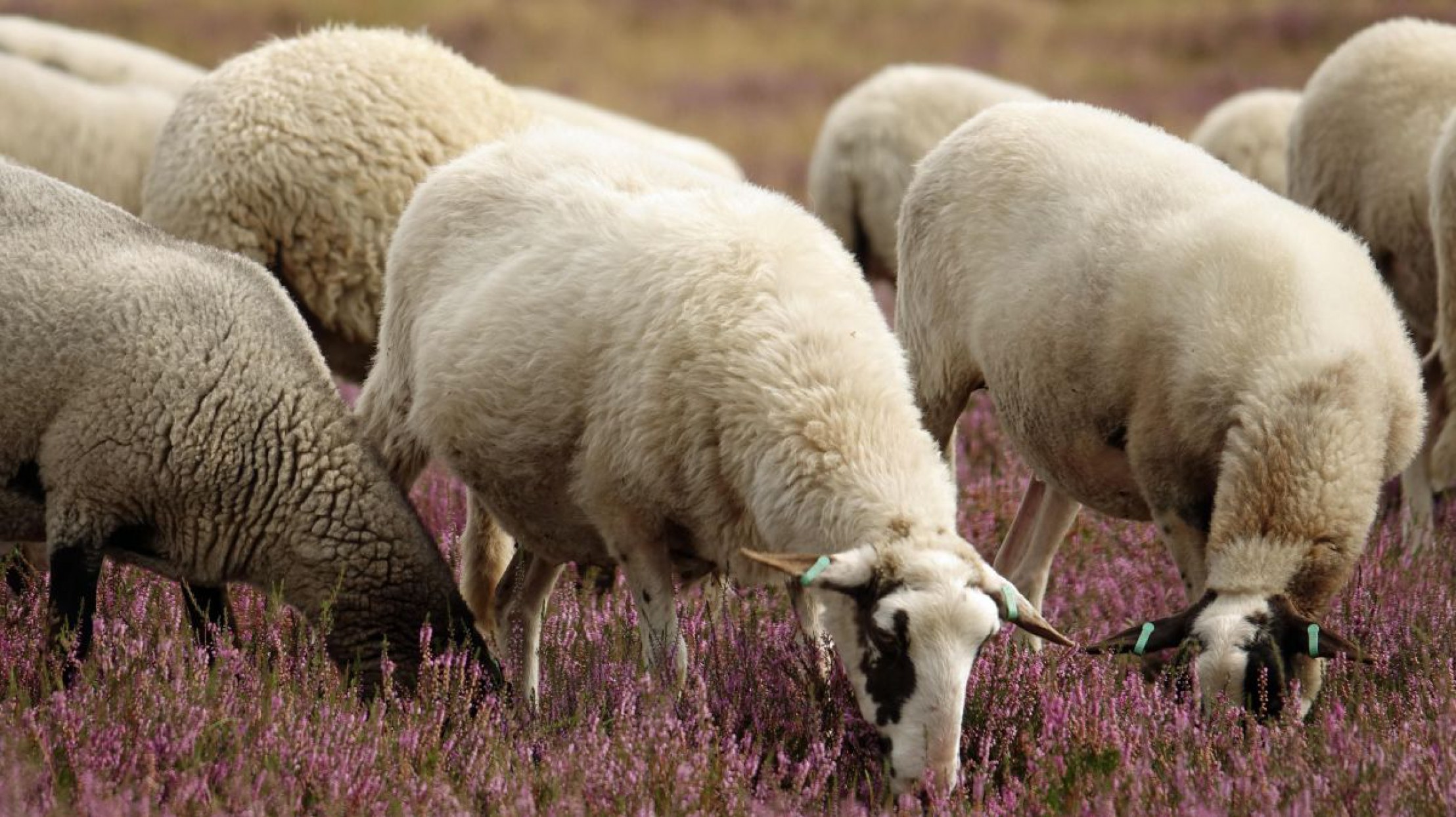Schafe beweiden eine Fl&auml;che mit rosa bl&uuml;henden Pflanzen.