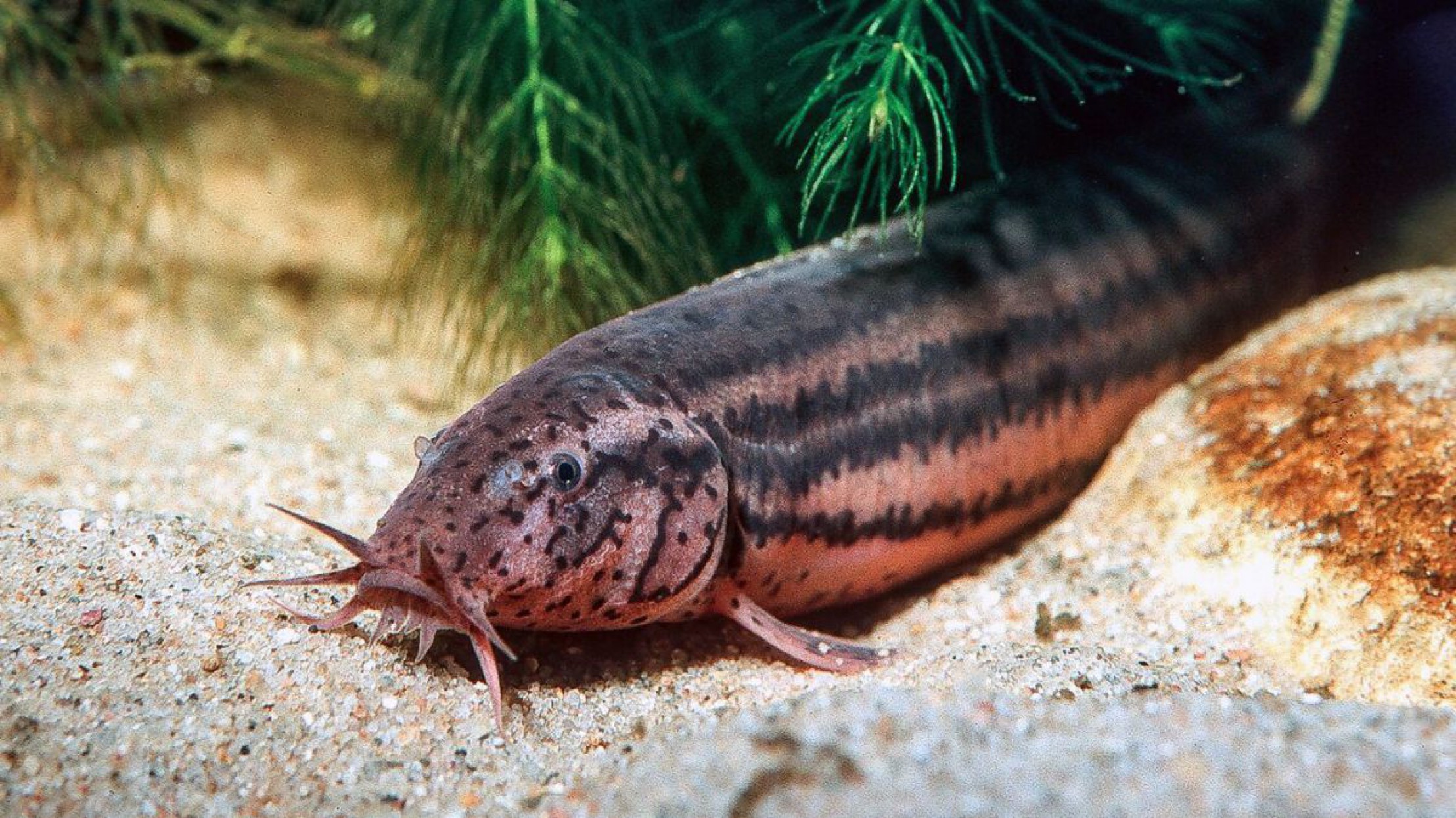 Ein Schlammpeitzger befindet sich am Gew&auml;ssergrund, im Hintergrund sind Wasserpflanzen zu sehen.