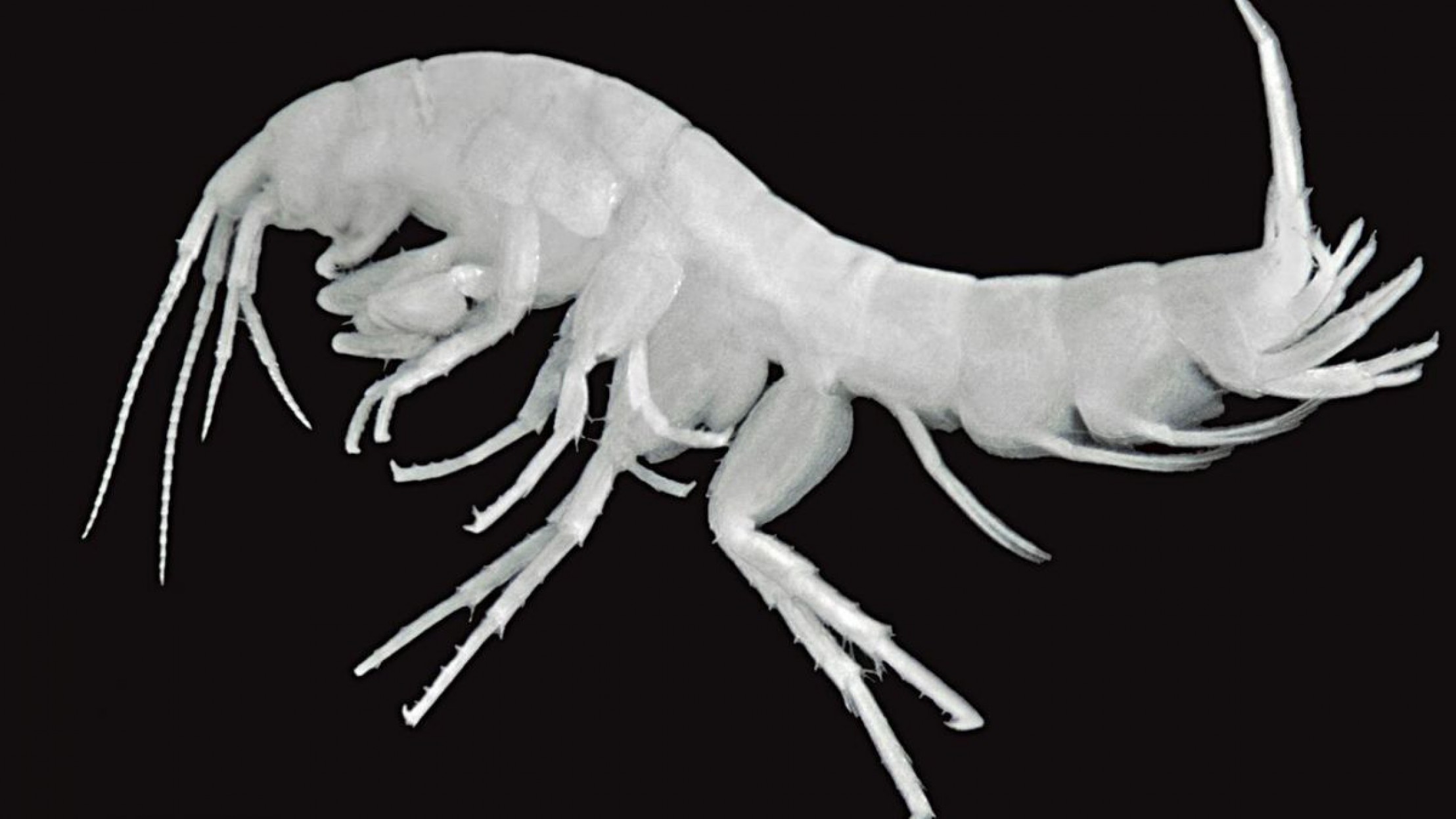 Salzburger H&ouml;hlenflohkrebs in der Nahaufnahme